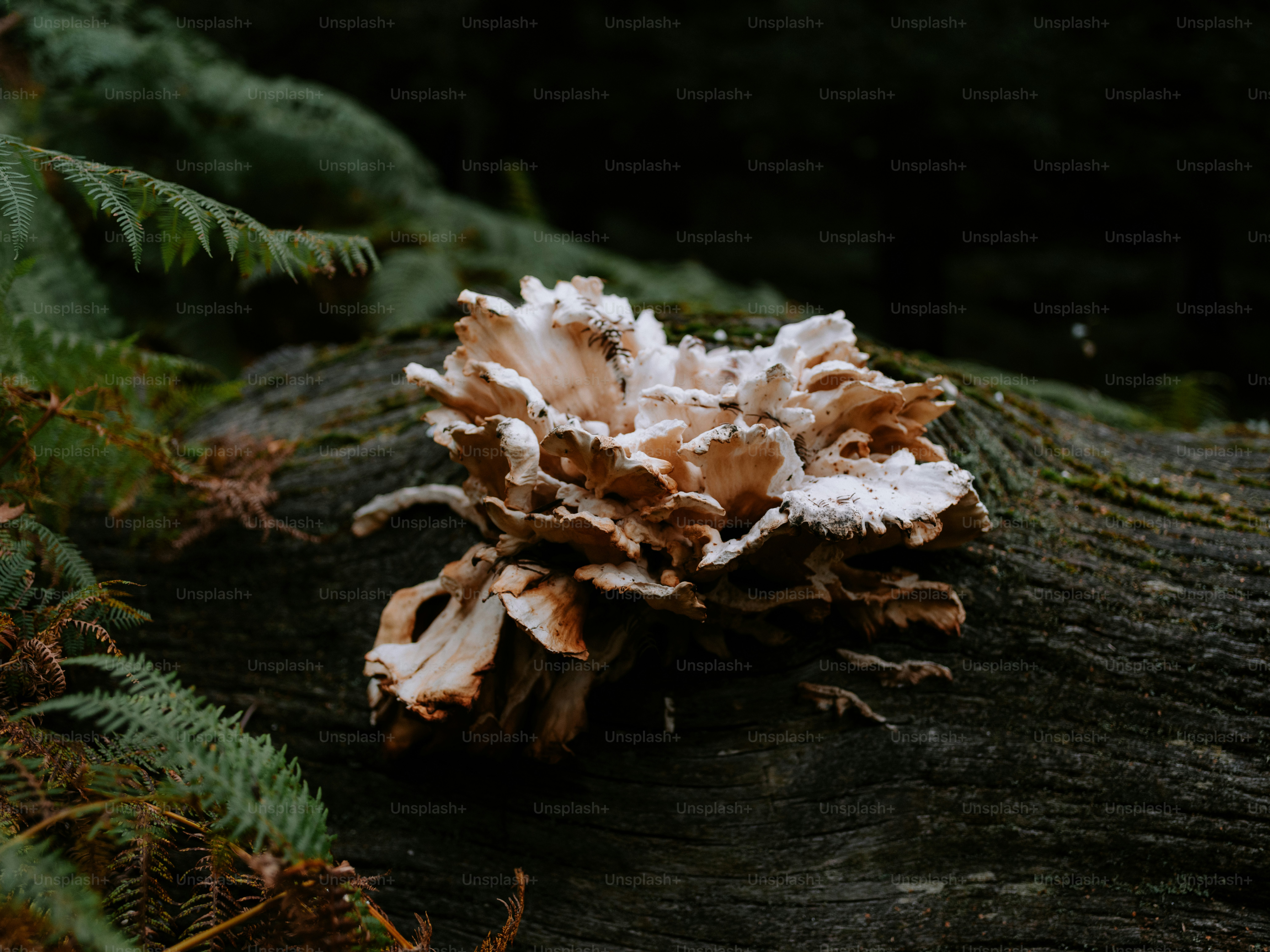 Fungus growing on a mossy log in forest