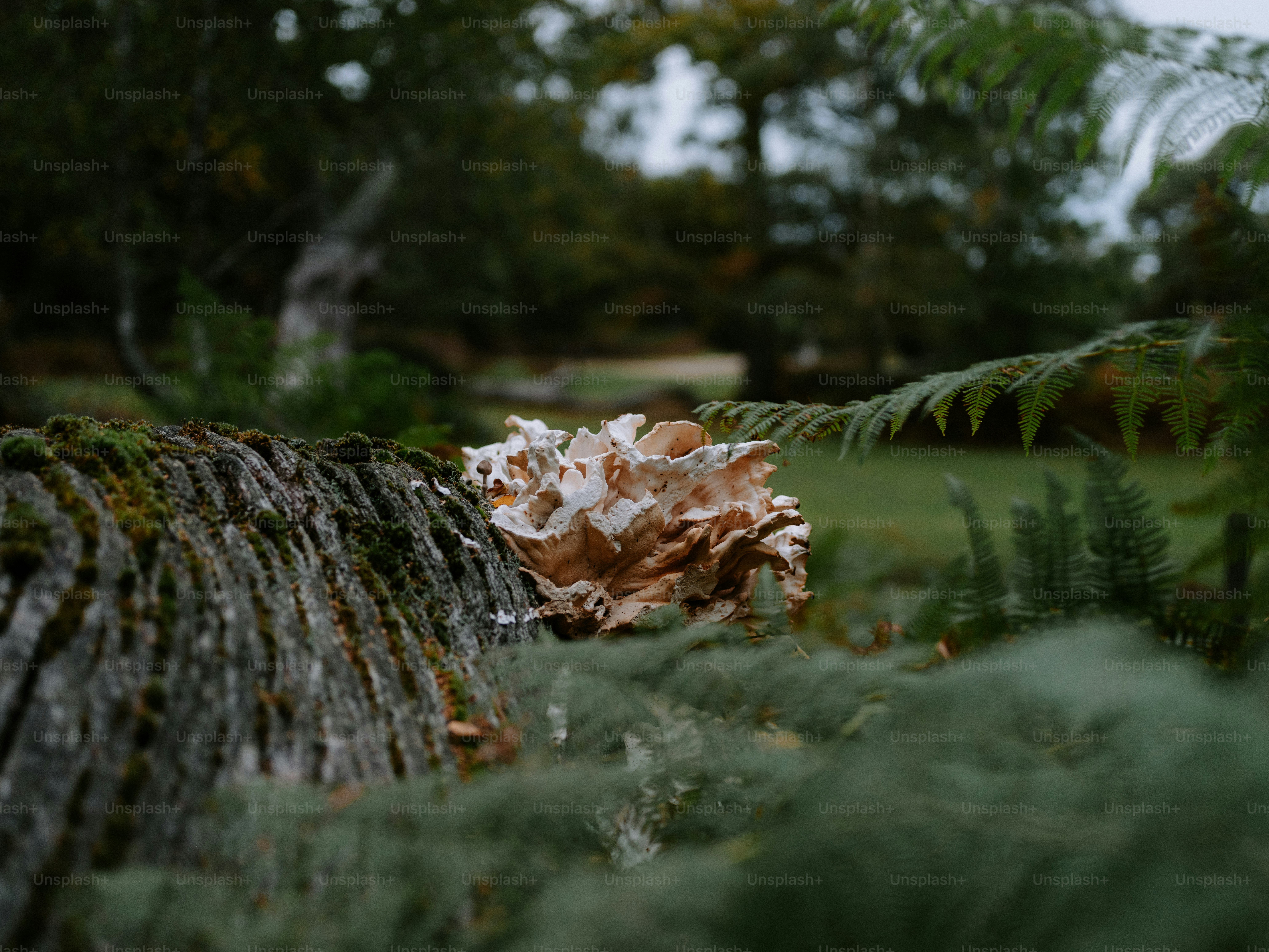 Description de la photo