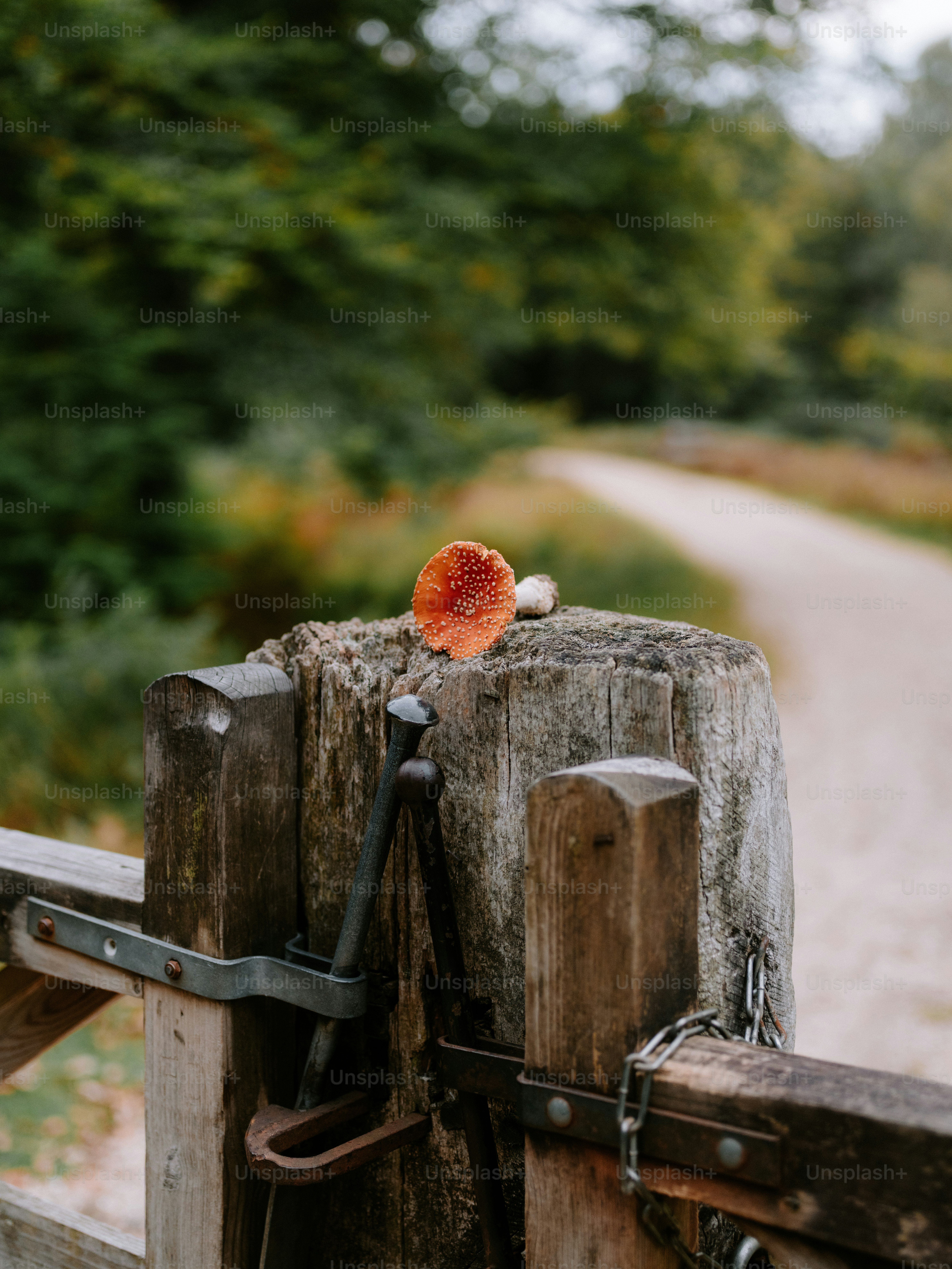 Der rote Pilz ruht auf einem hölzernen Zaunpfosten.