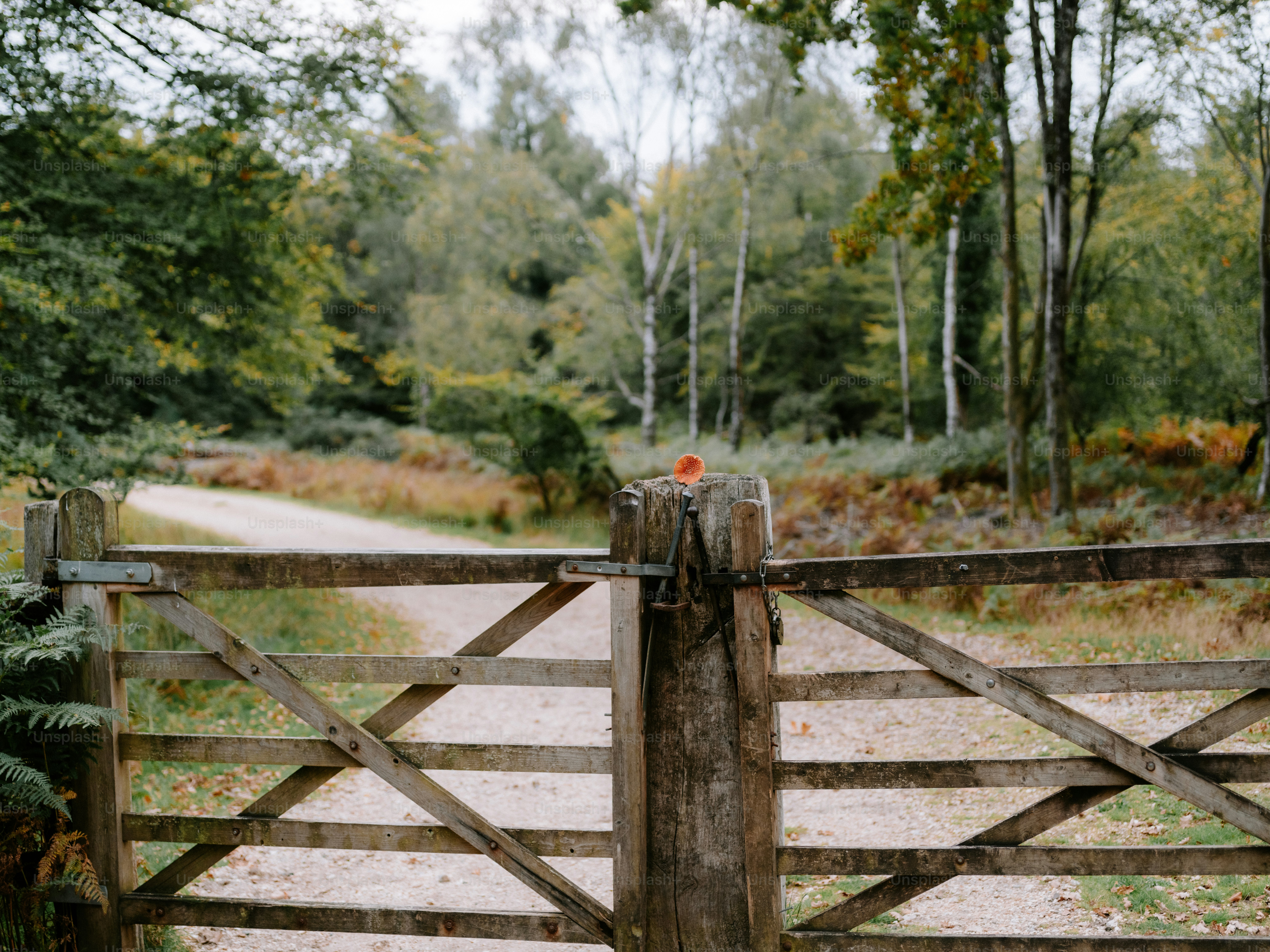 Wooden gate on a path through autumn woods