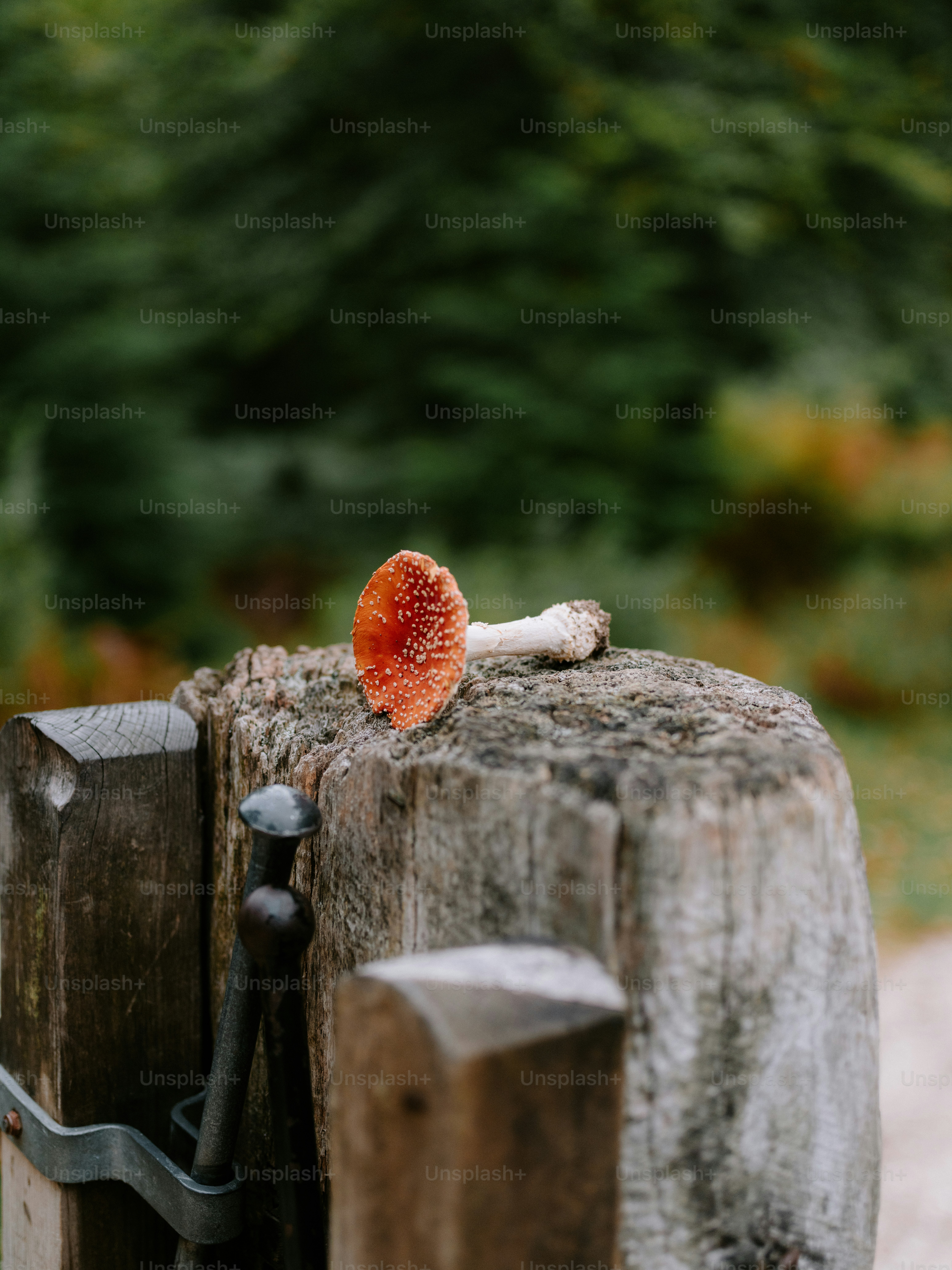 Red mushroom rests on a wooden post.