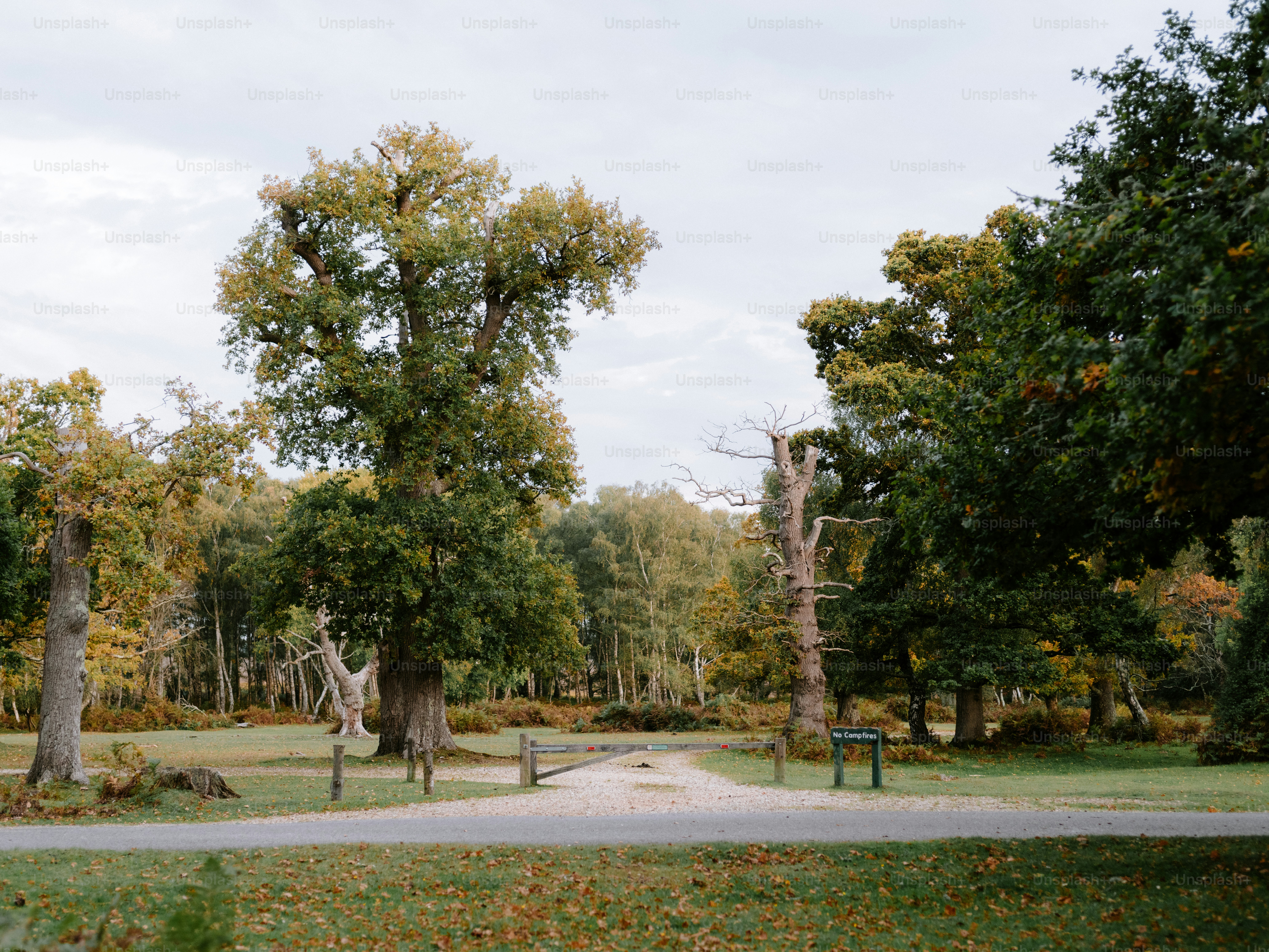 A serene park with mature trees and a walking path.