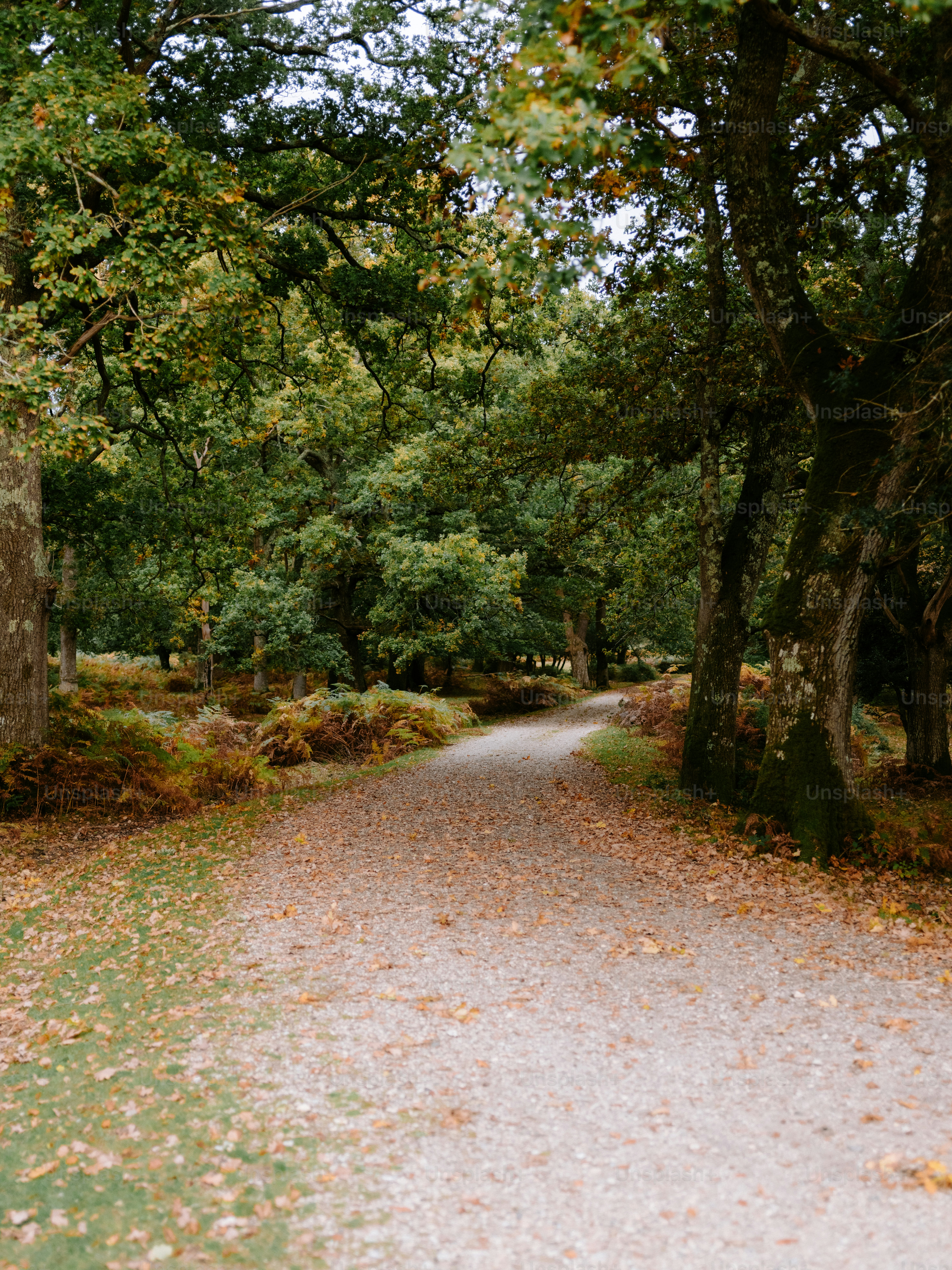 A gravel path winds through a forest with autumn leaves.