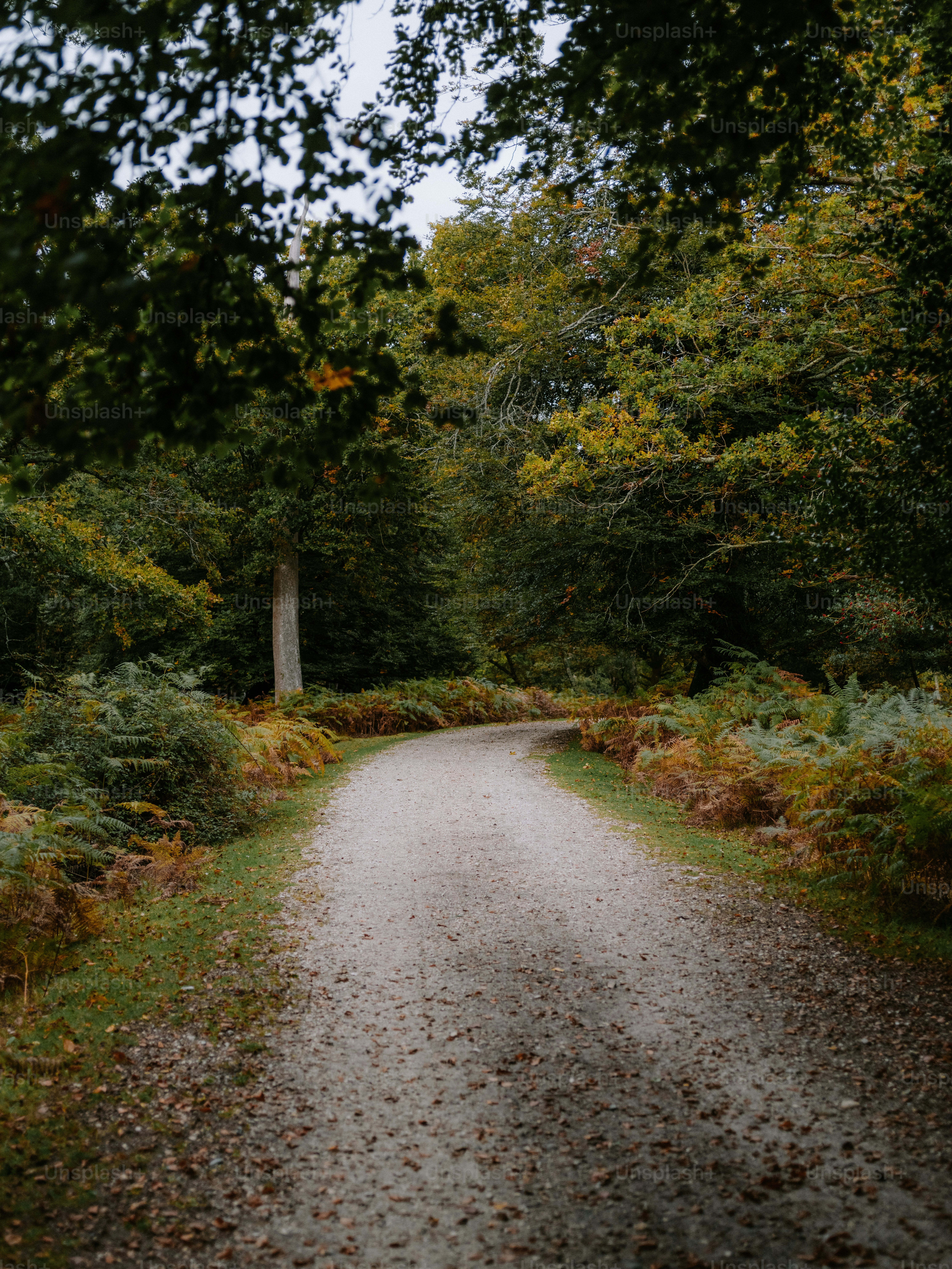 Gravel path through a lush green forest.