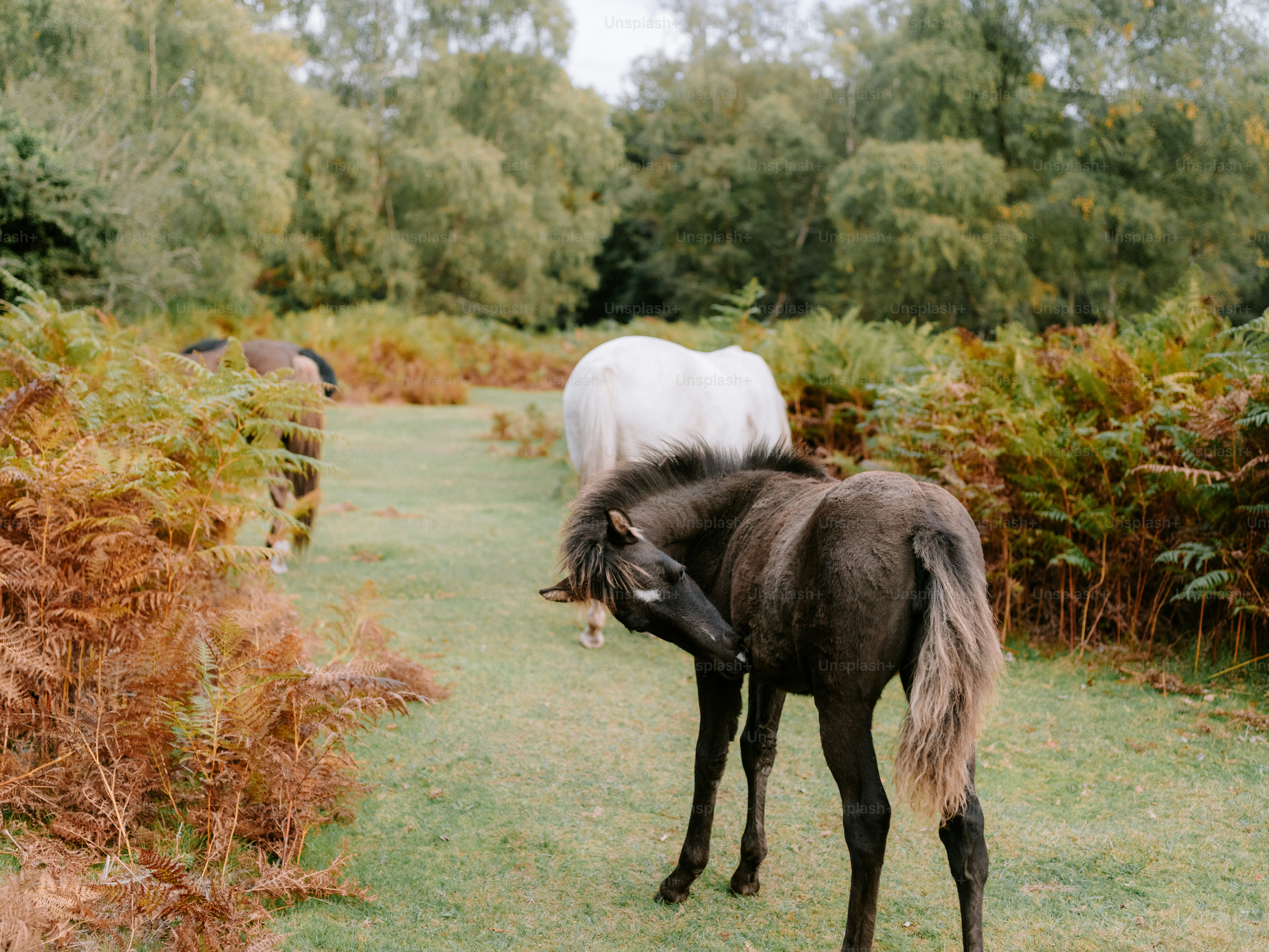 Two horses grazing in a wooded area with ferns.