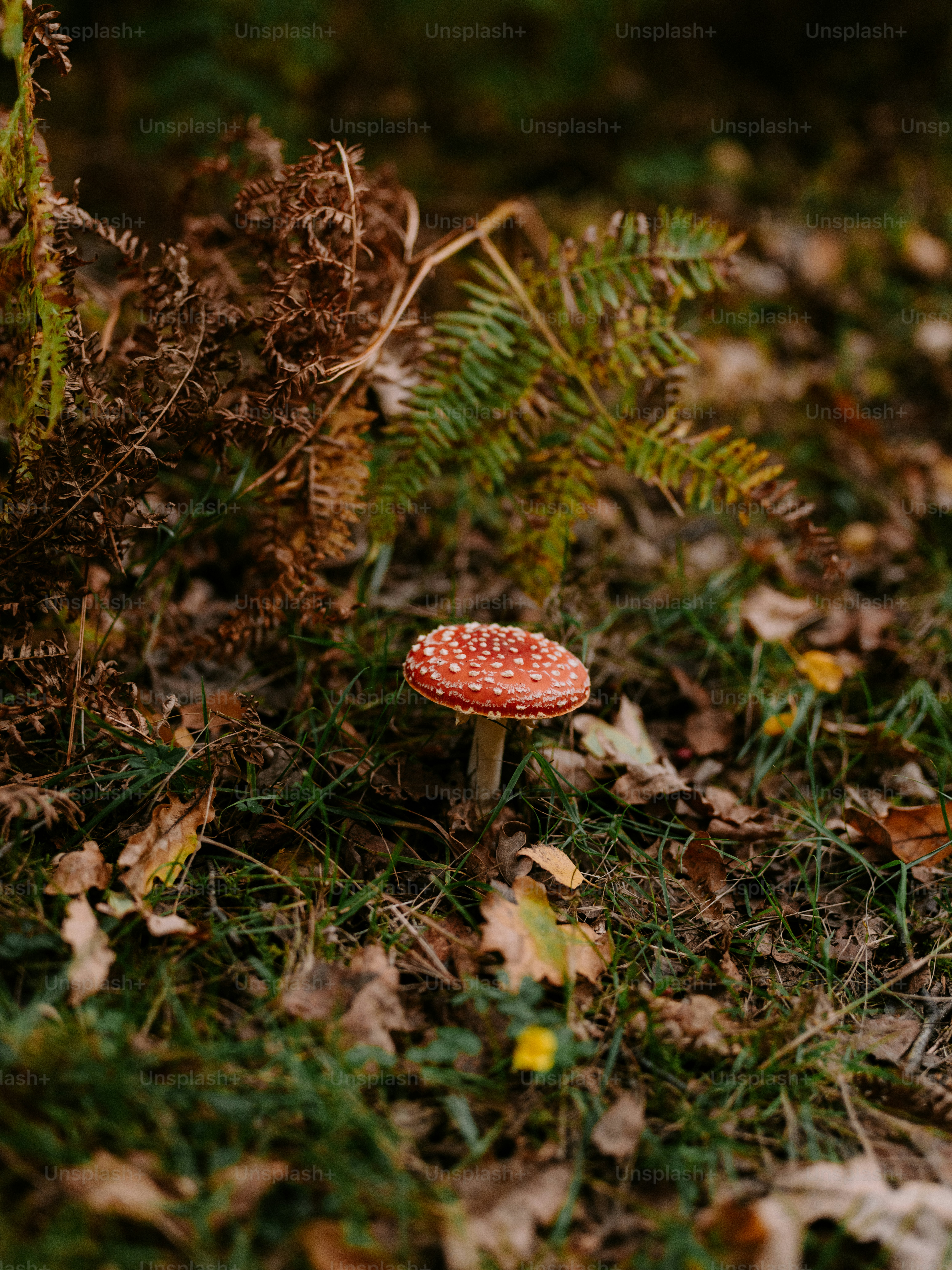 Satu jamur merah dan putih di lantai hutan