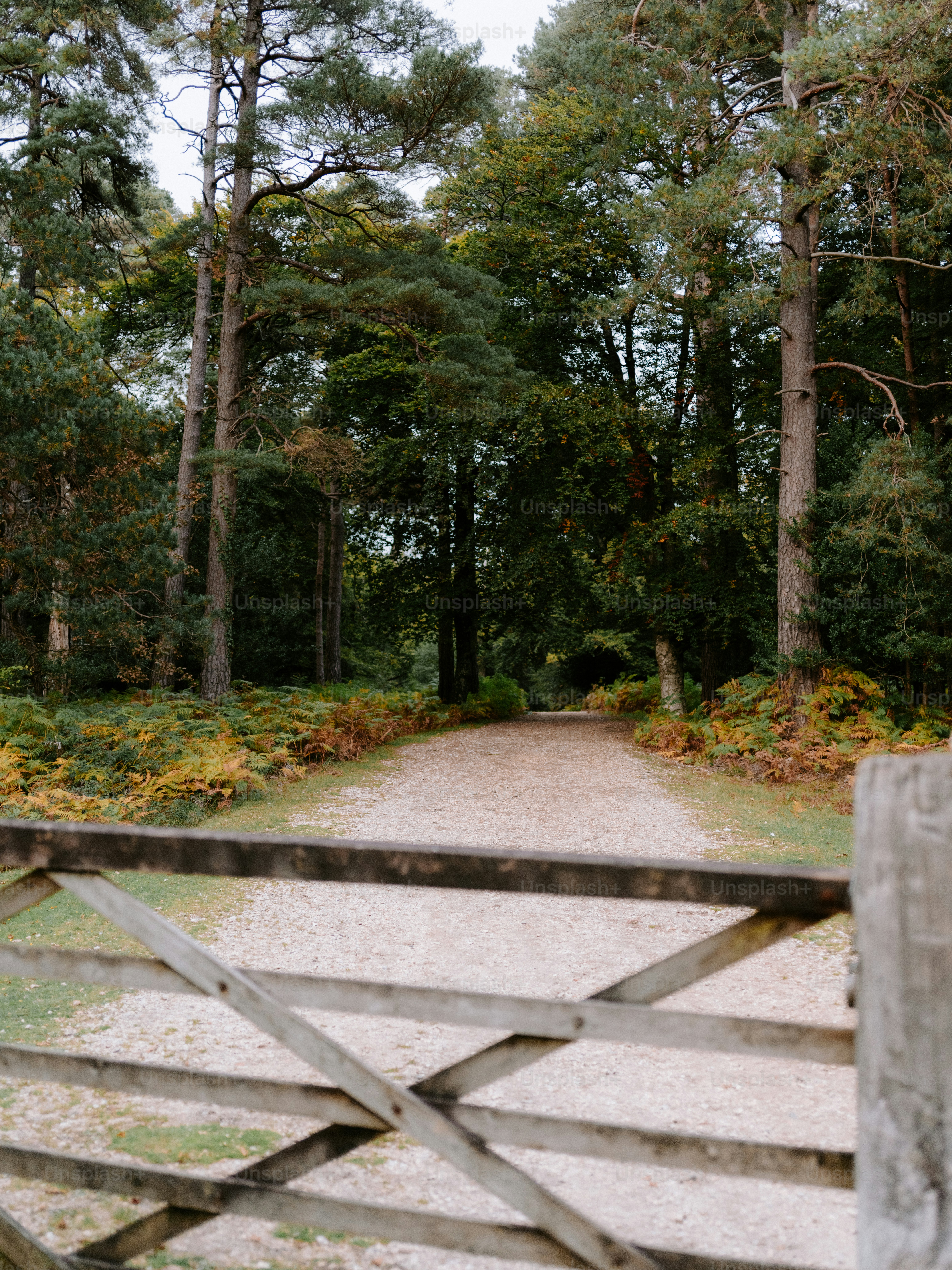 Wooden gate on a gravel path through forest photo – Autumn Image on ...