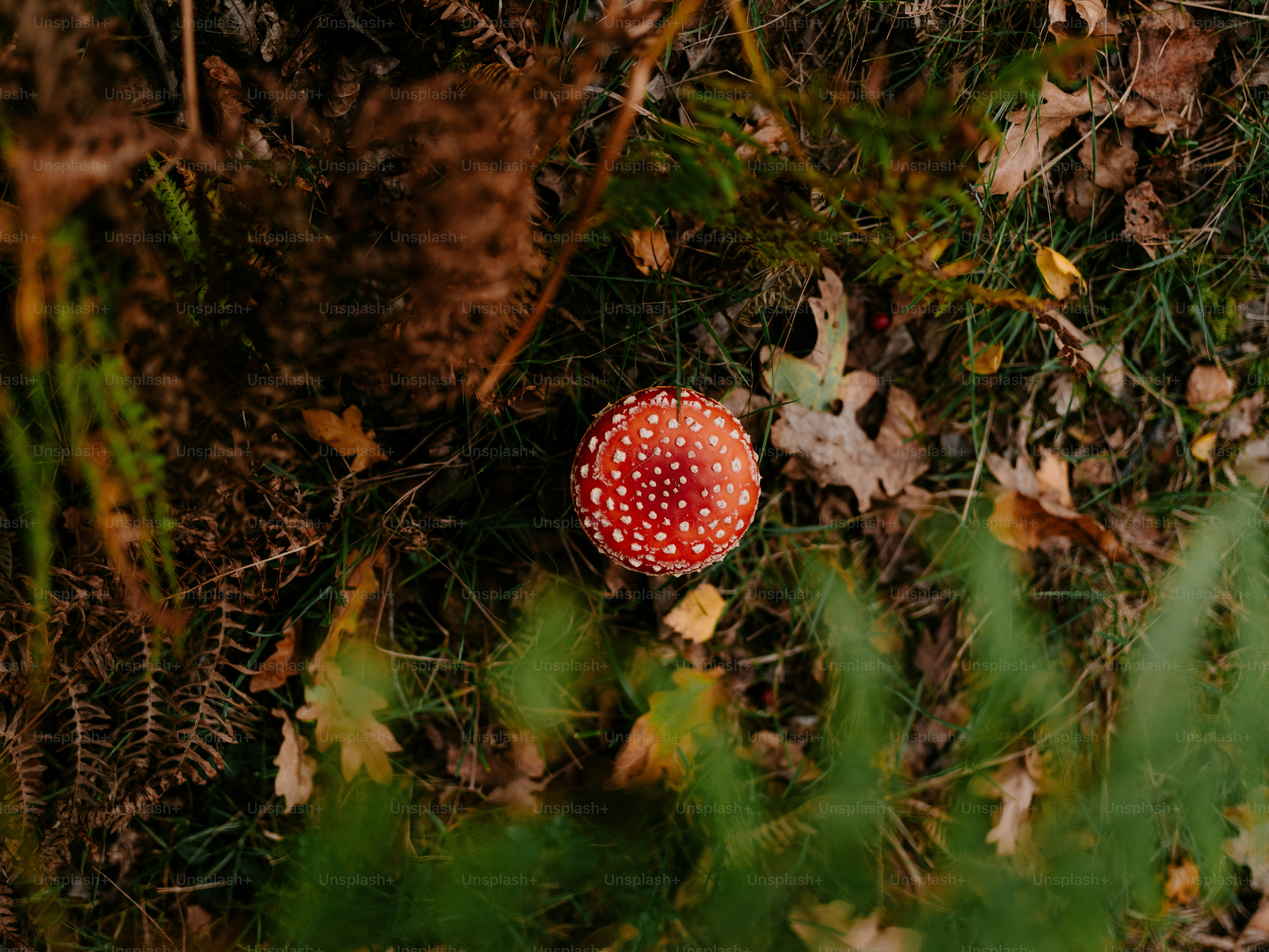 Jamur merah dengan bintik-bintik putih di lantai hutan.