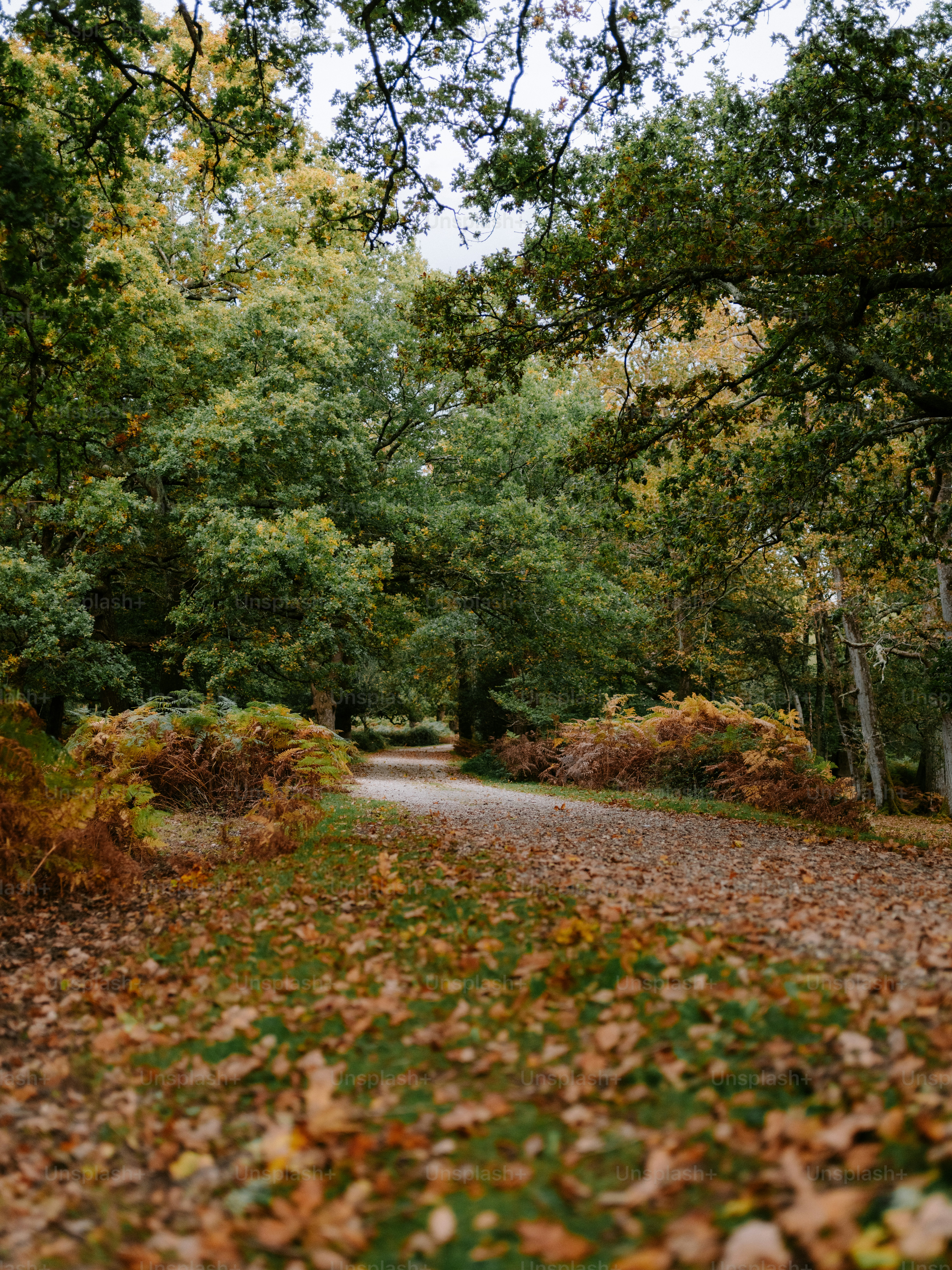 Autumn path through a forest with fallen leaves.