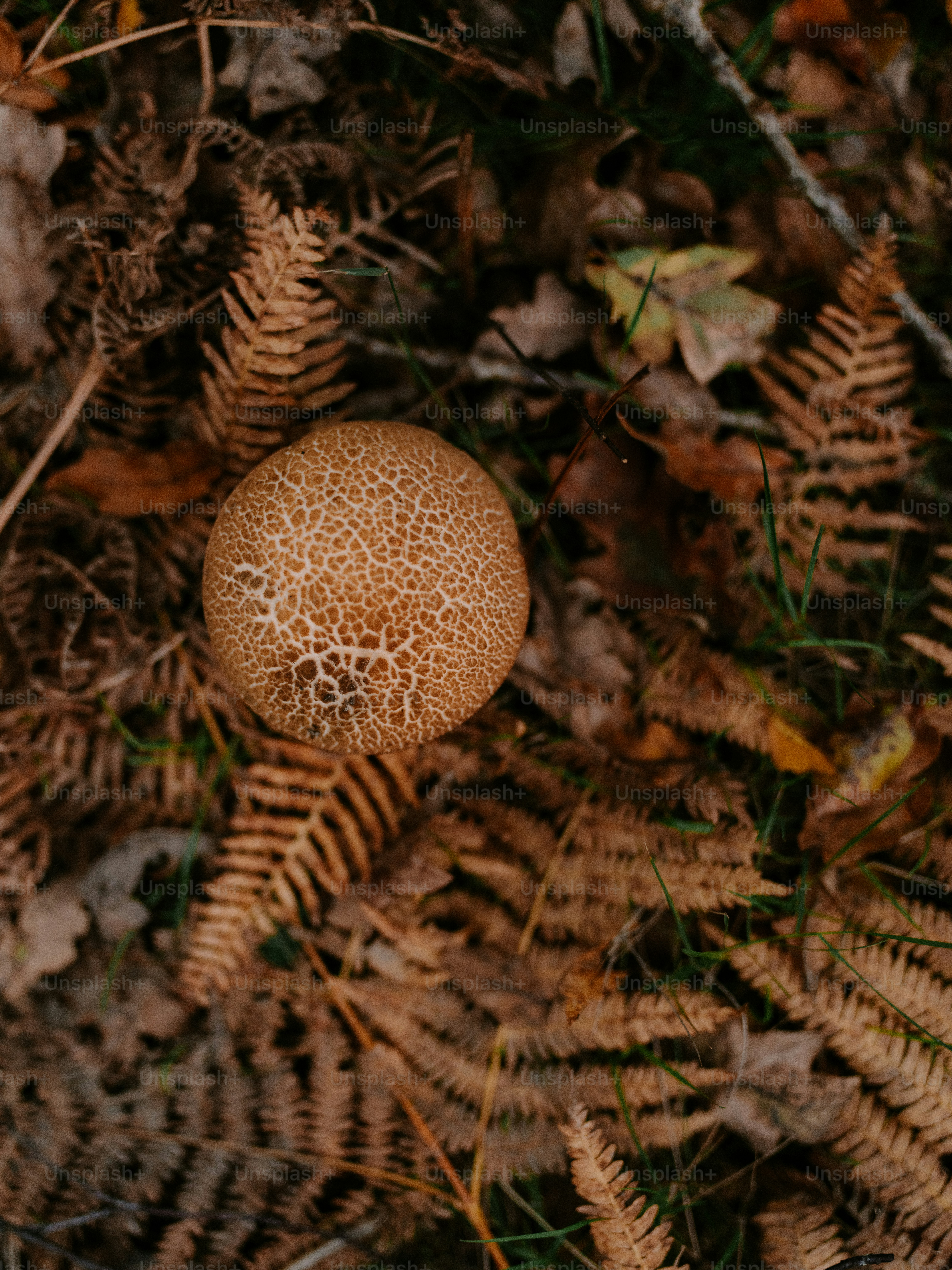 A round mushroom sits among dry ferns and leaves.