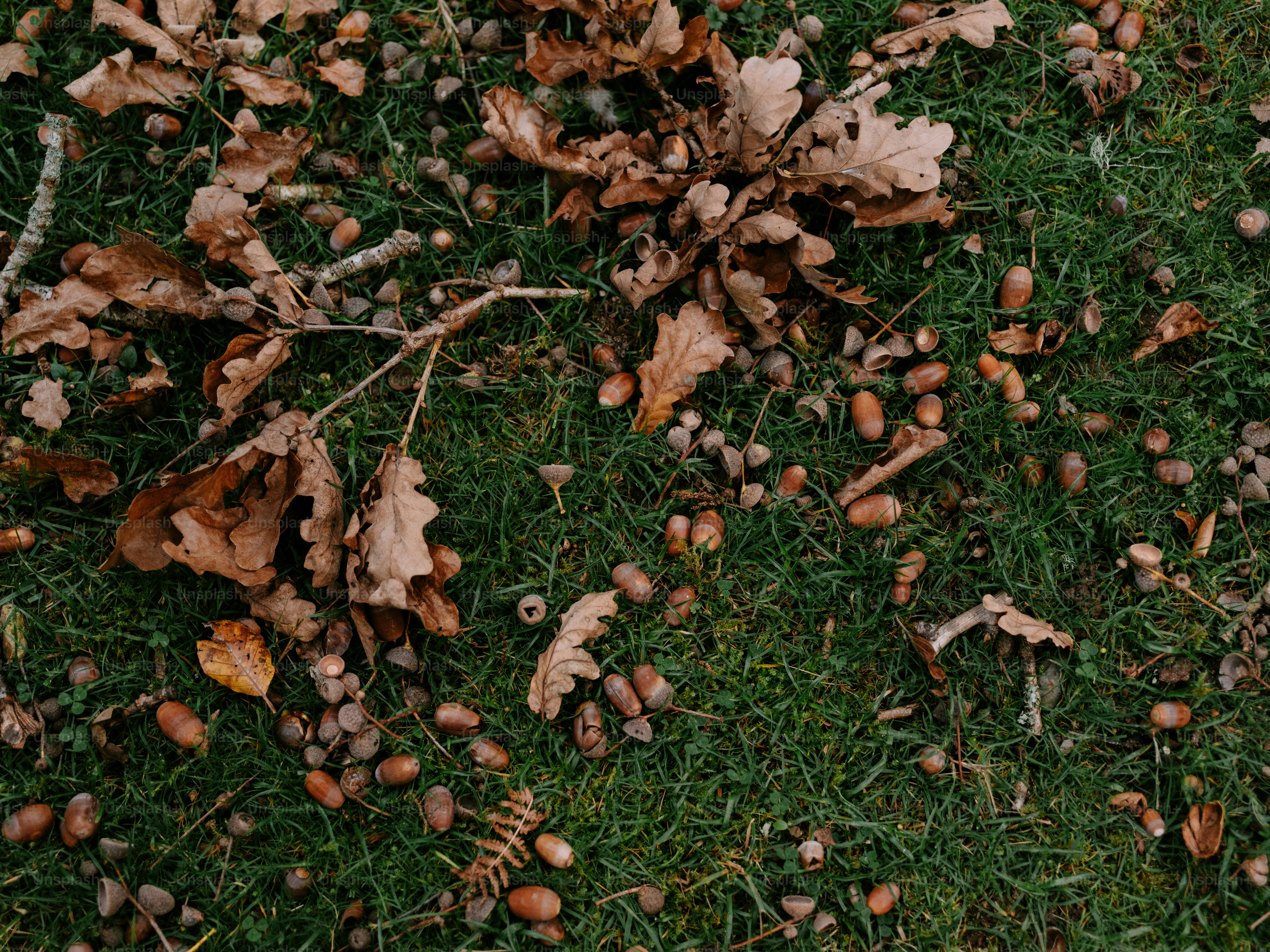 Acorns and fallen leaves scattered on green grass.