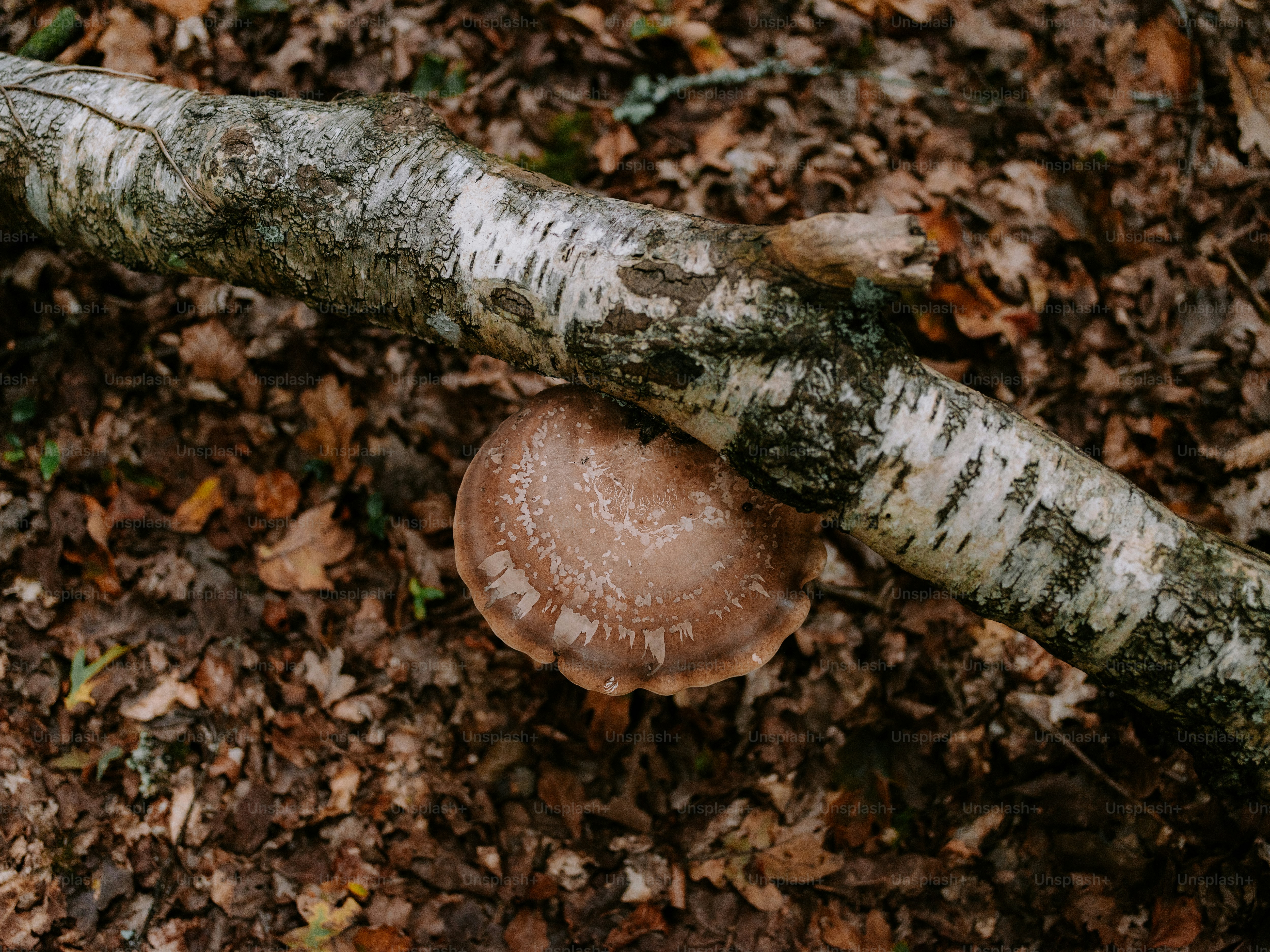 Mushroom growing on a fallen birch log