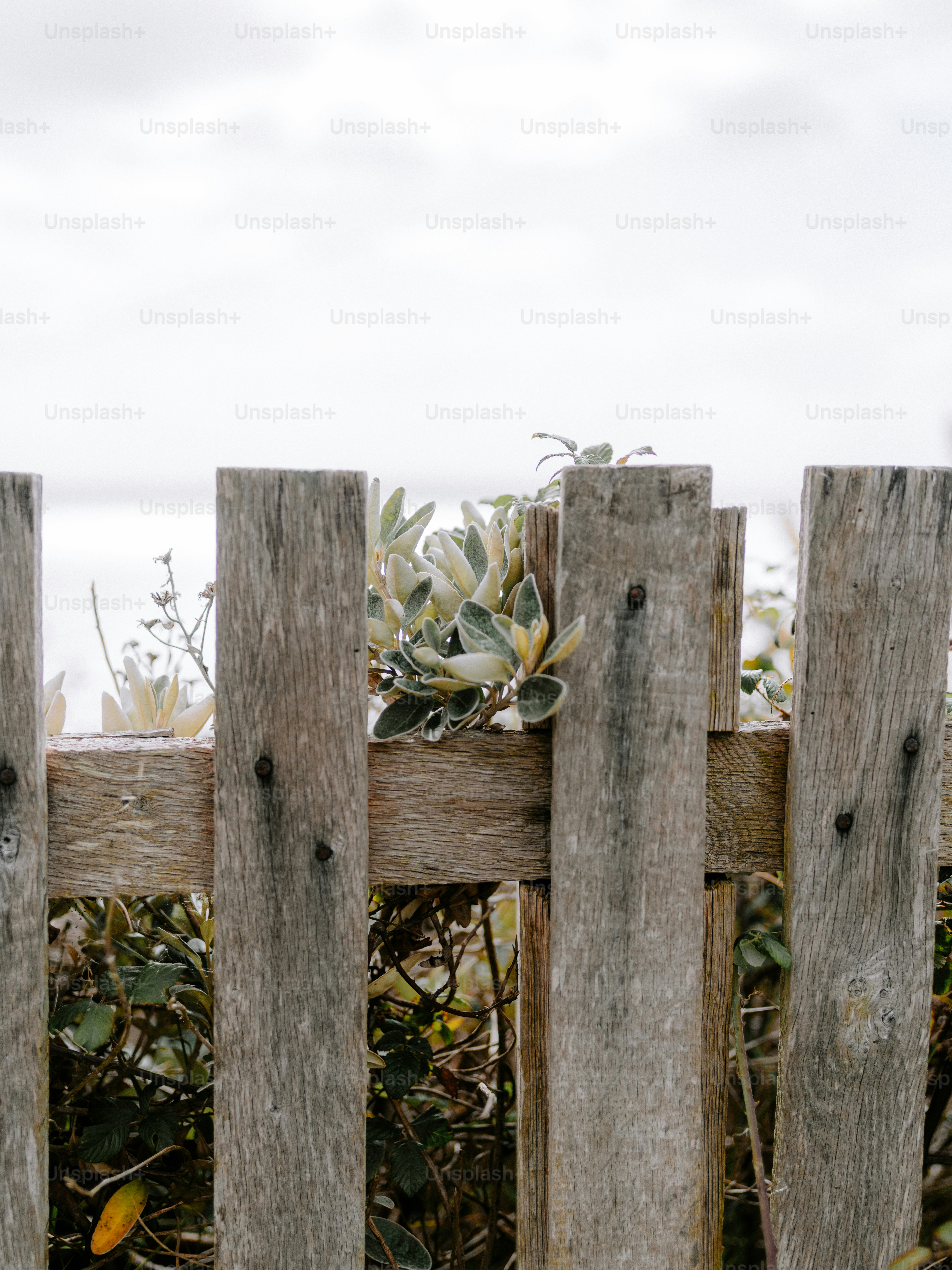 Weathered wooden fence with coastal plants and ocean
