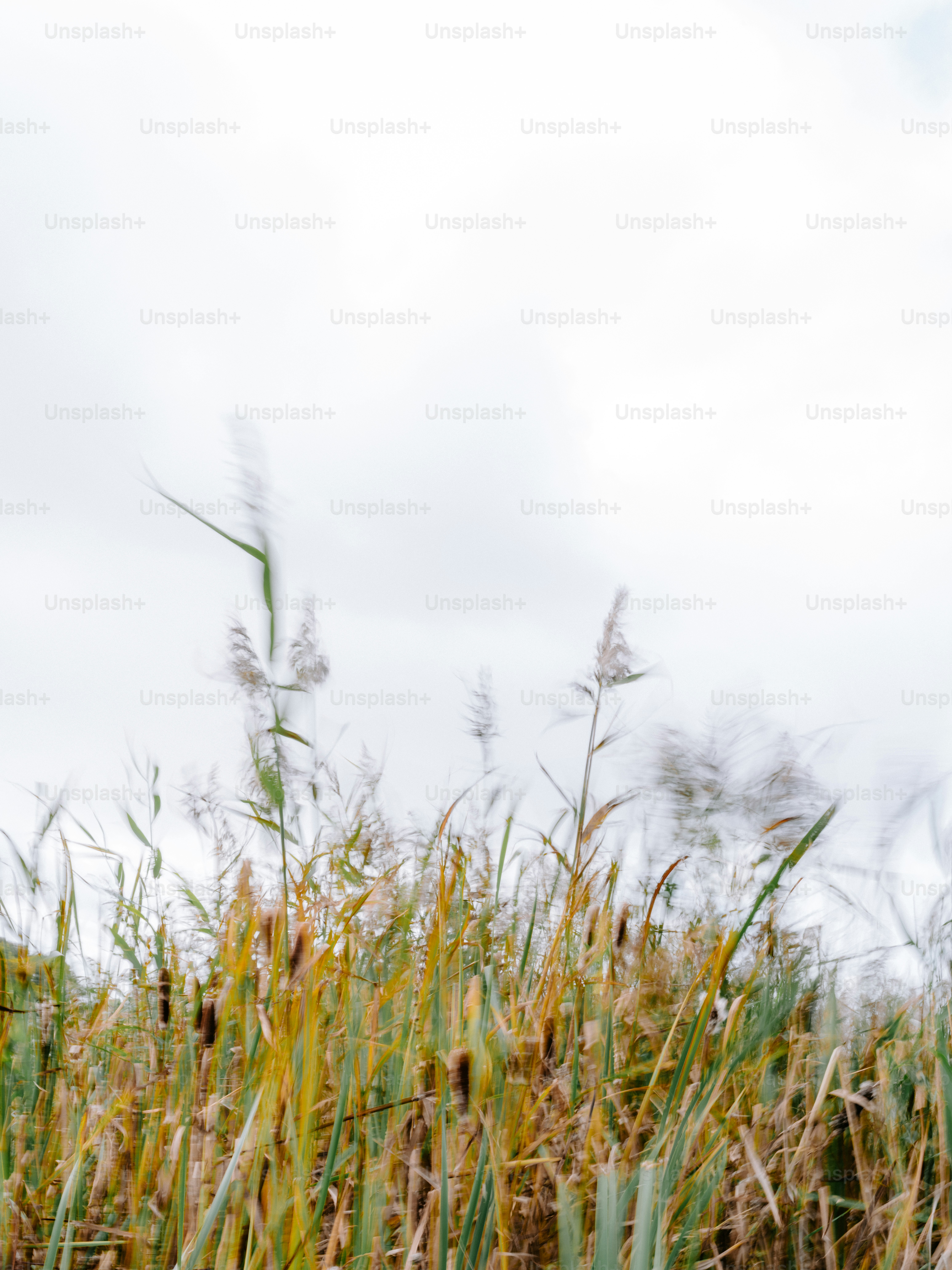 Tall reeds sway in the wind against a cloudy sky.