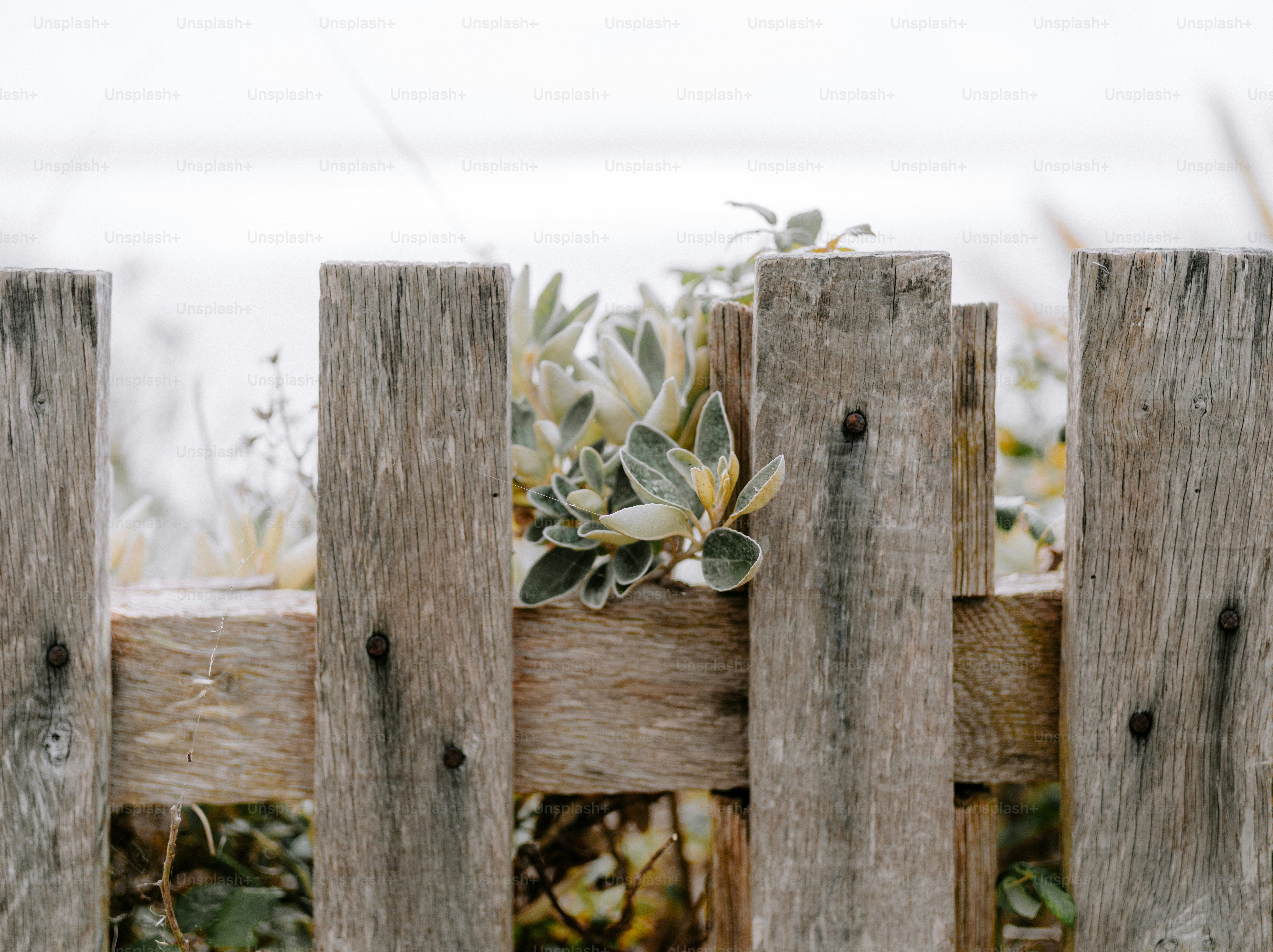Staccionata in legno con pianta verde dietro di essa