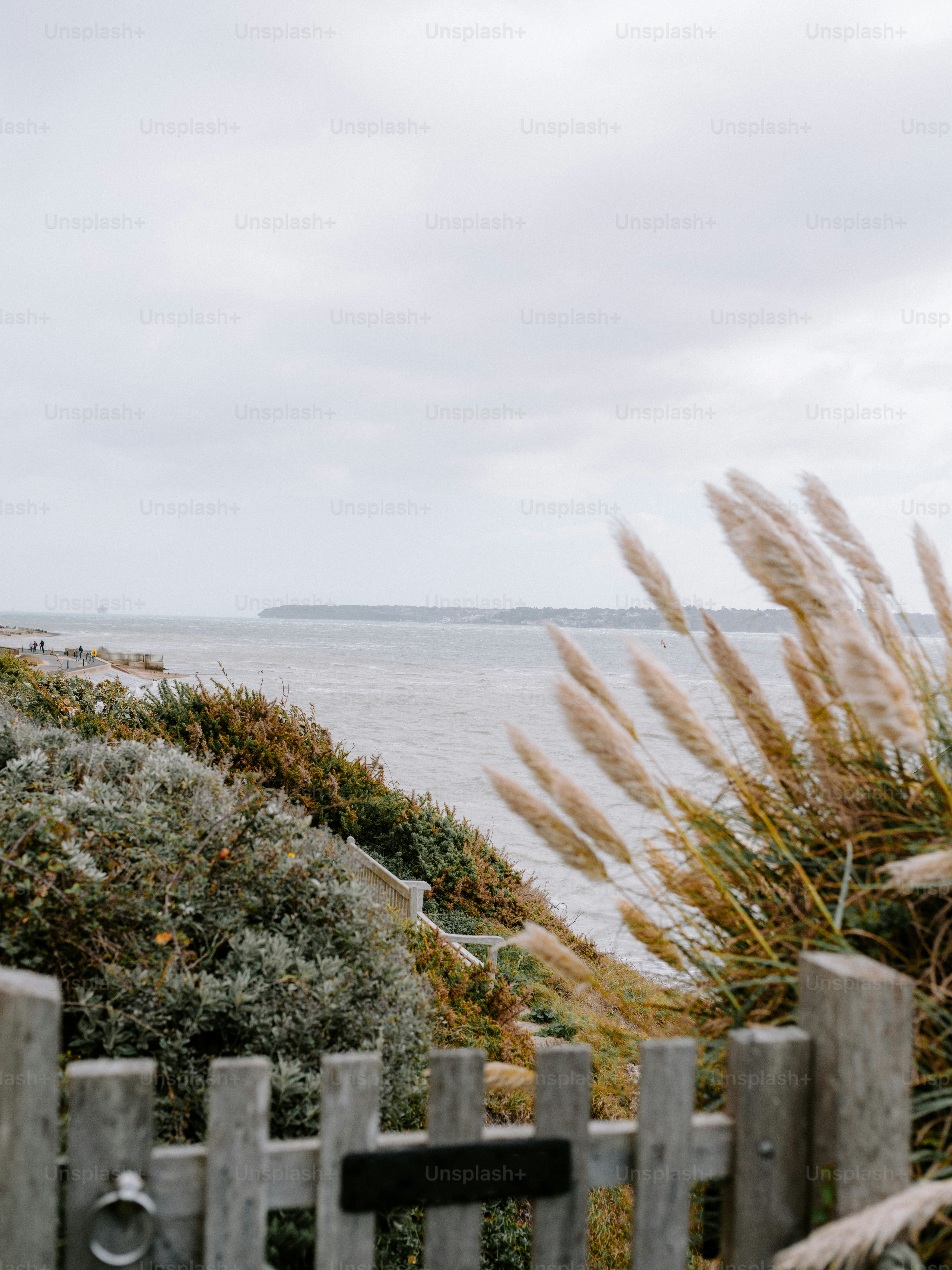 Pampas grass blowing in wind overlooking calm ocean