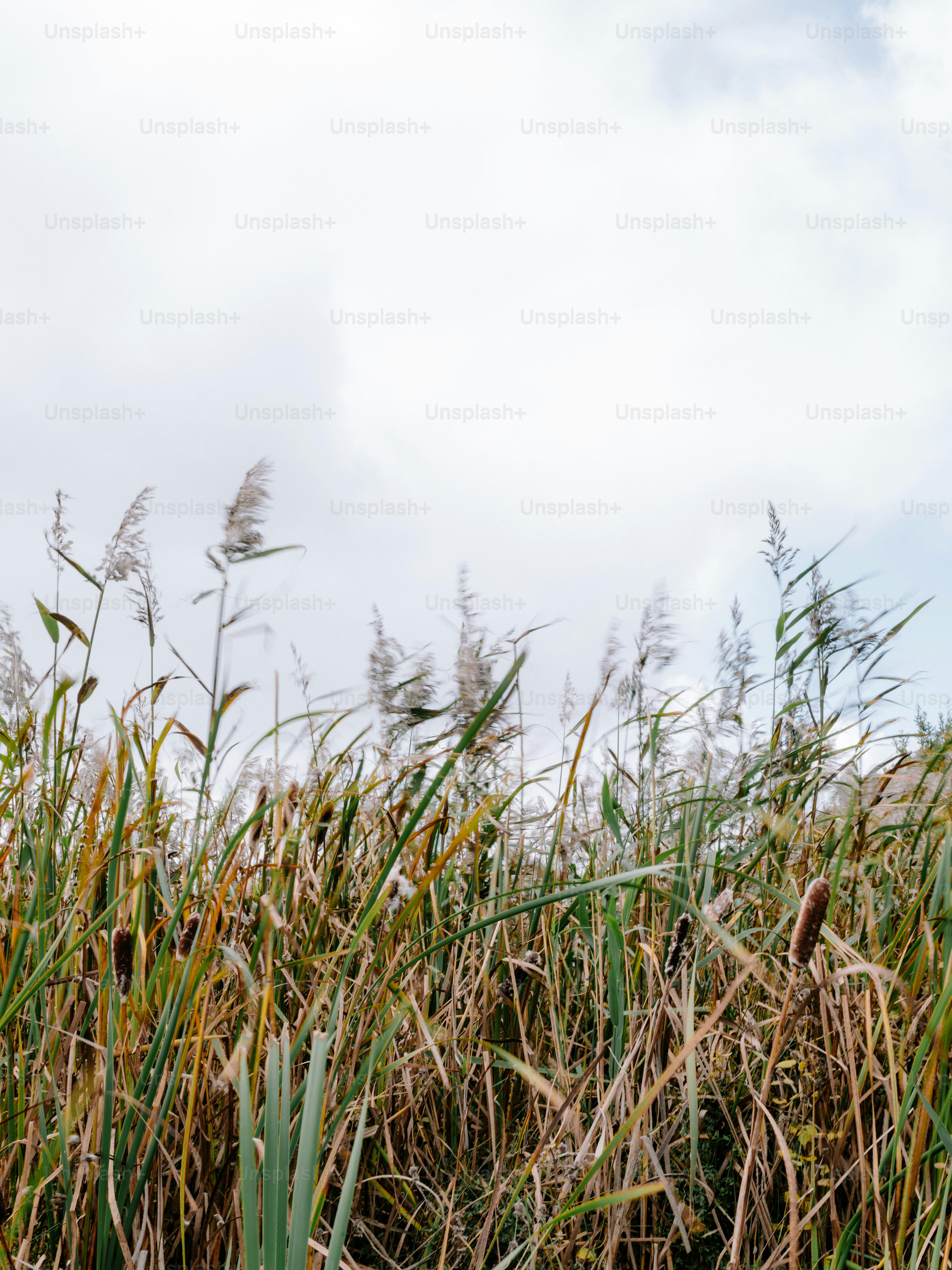 Tall reeds and cattails sway against a cloudy sky.