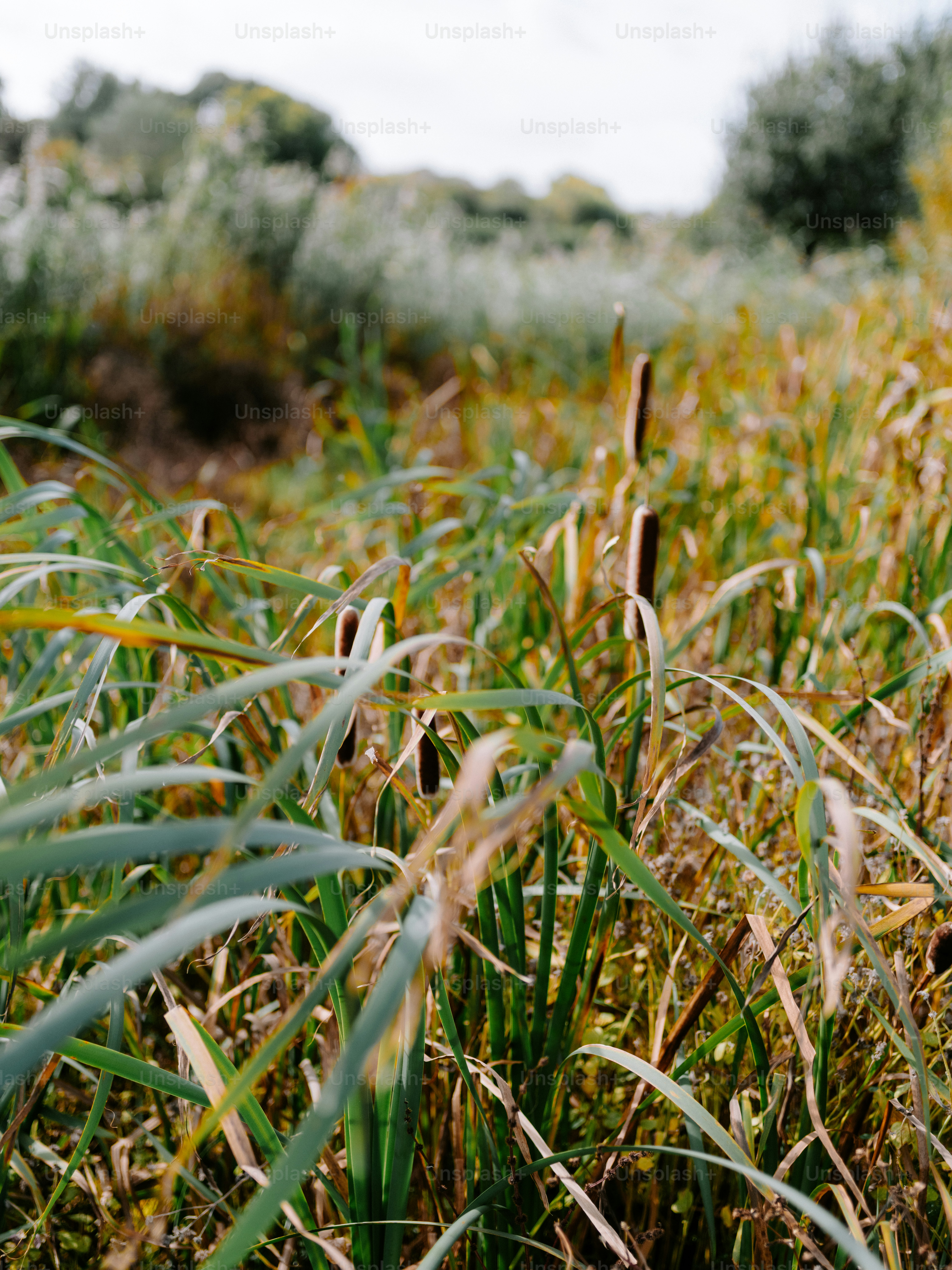 Cattails grow in a sunlit marshy field.