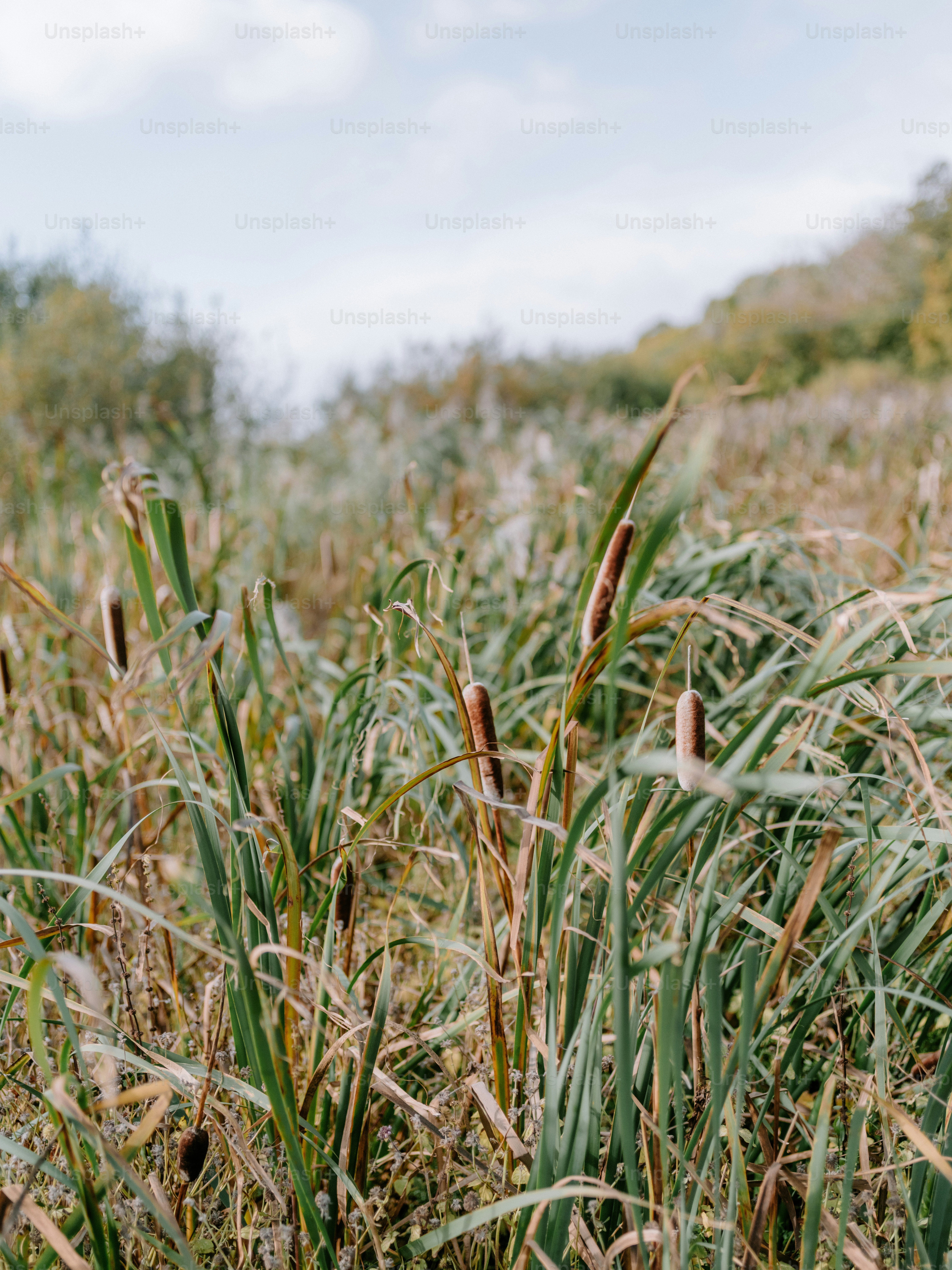 Tall cattails grow in a marshy field.