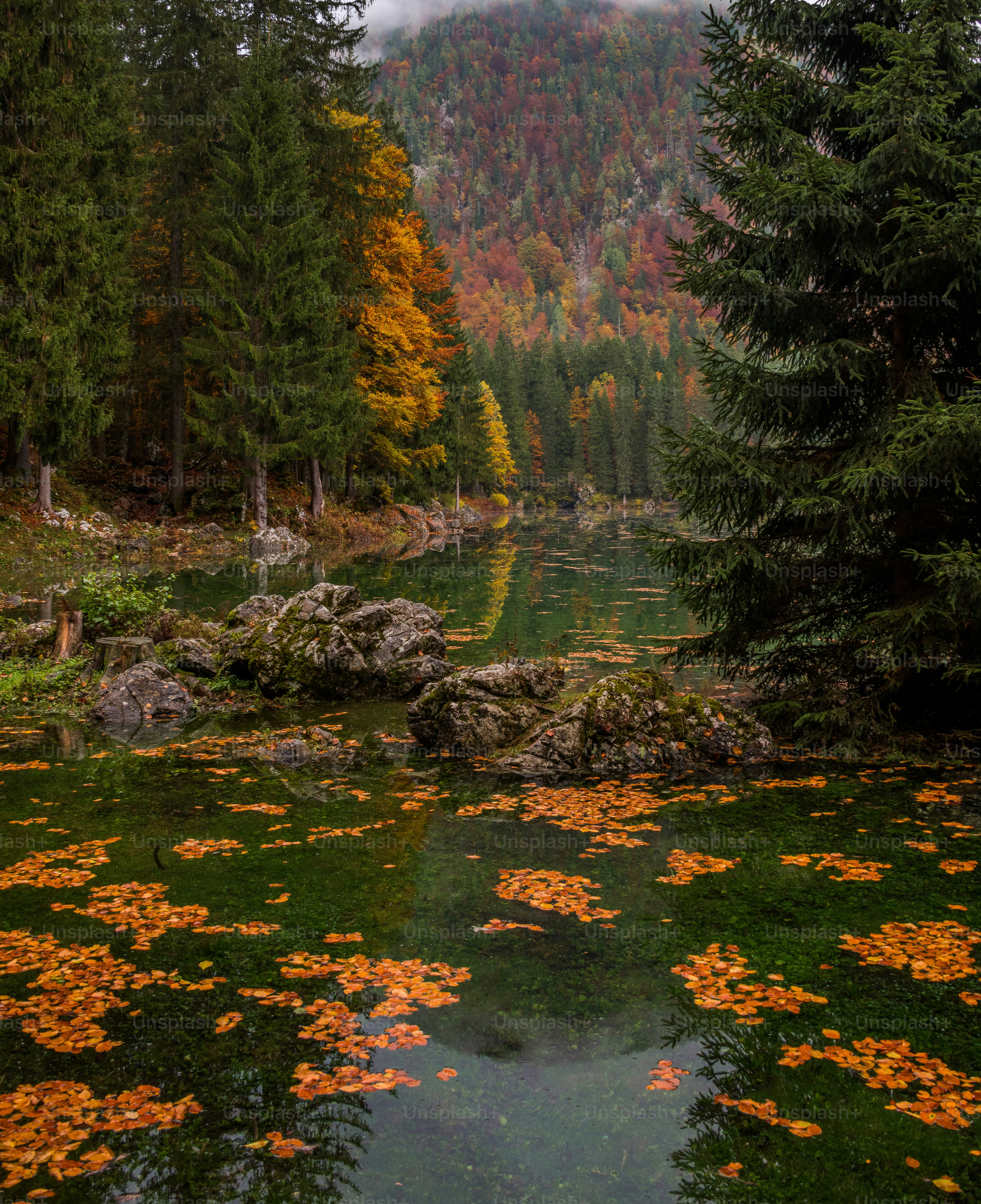 Autumn leaves float on a calm lake surface. photo – Wallpaper Image on ...