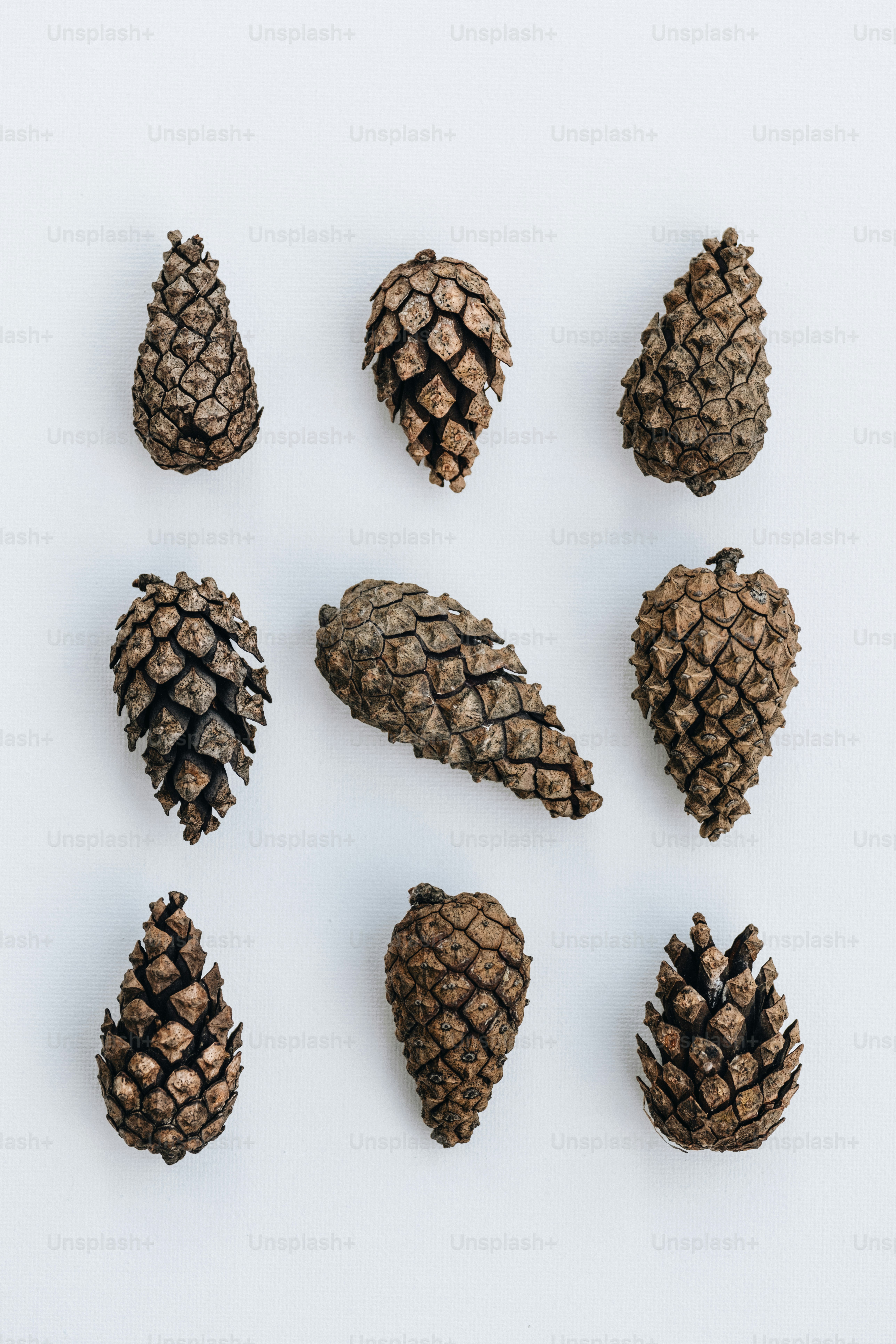 Neun Tannenzapfen, die in einem Raster auf weißem Hintergrund angeordnet sind
