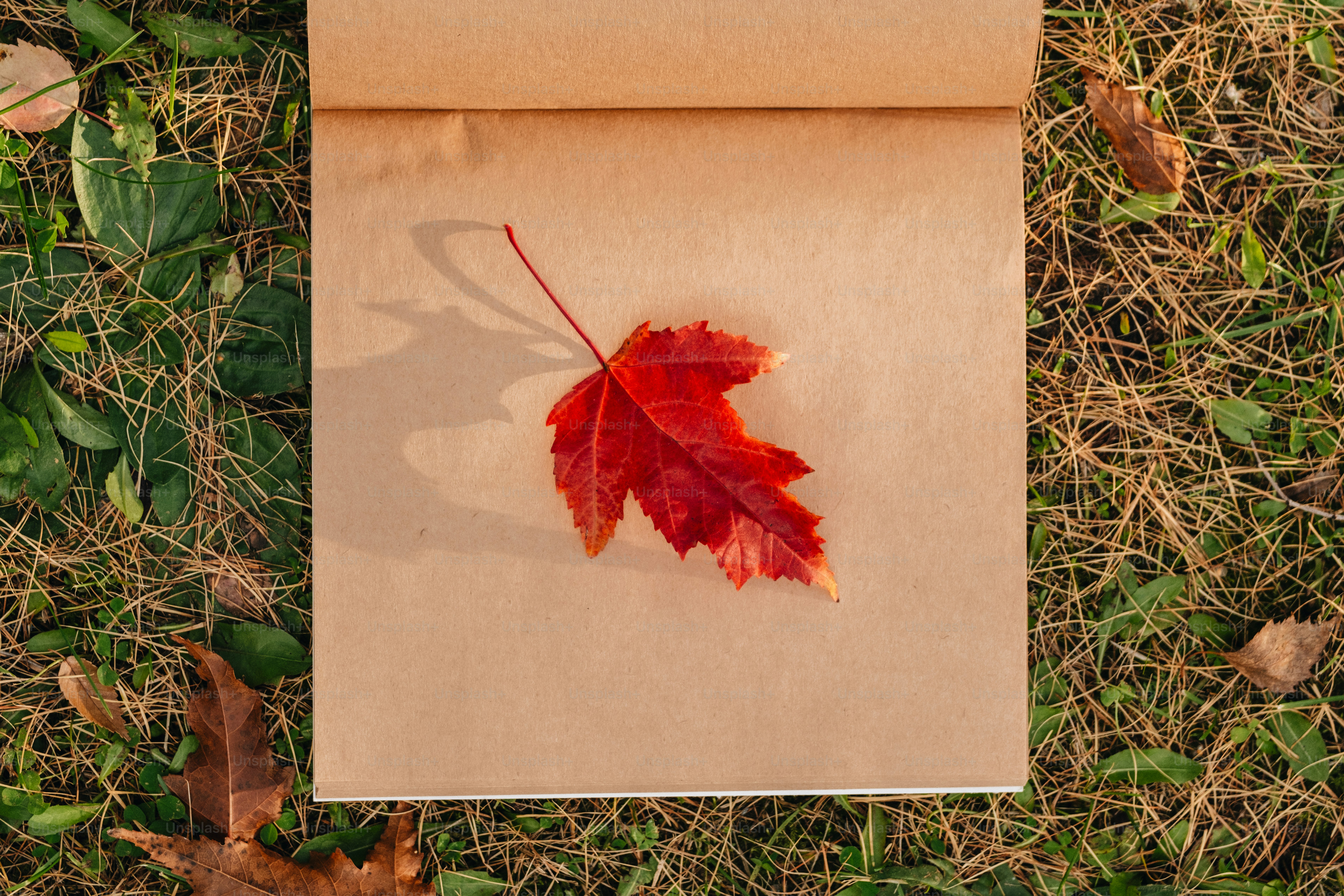 Red maple leaf on brown paper in grass