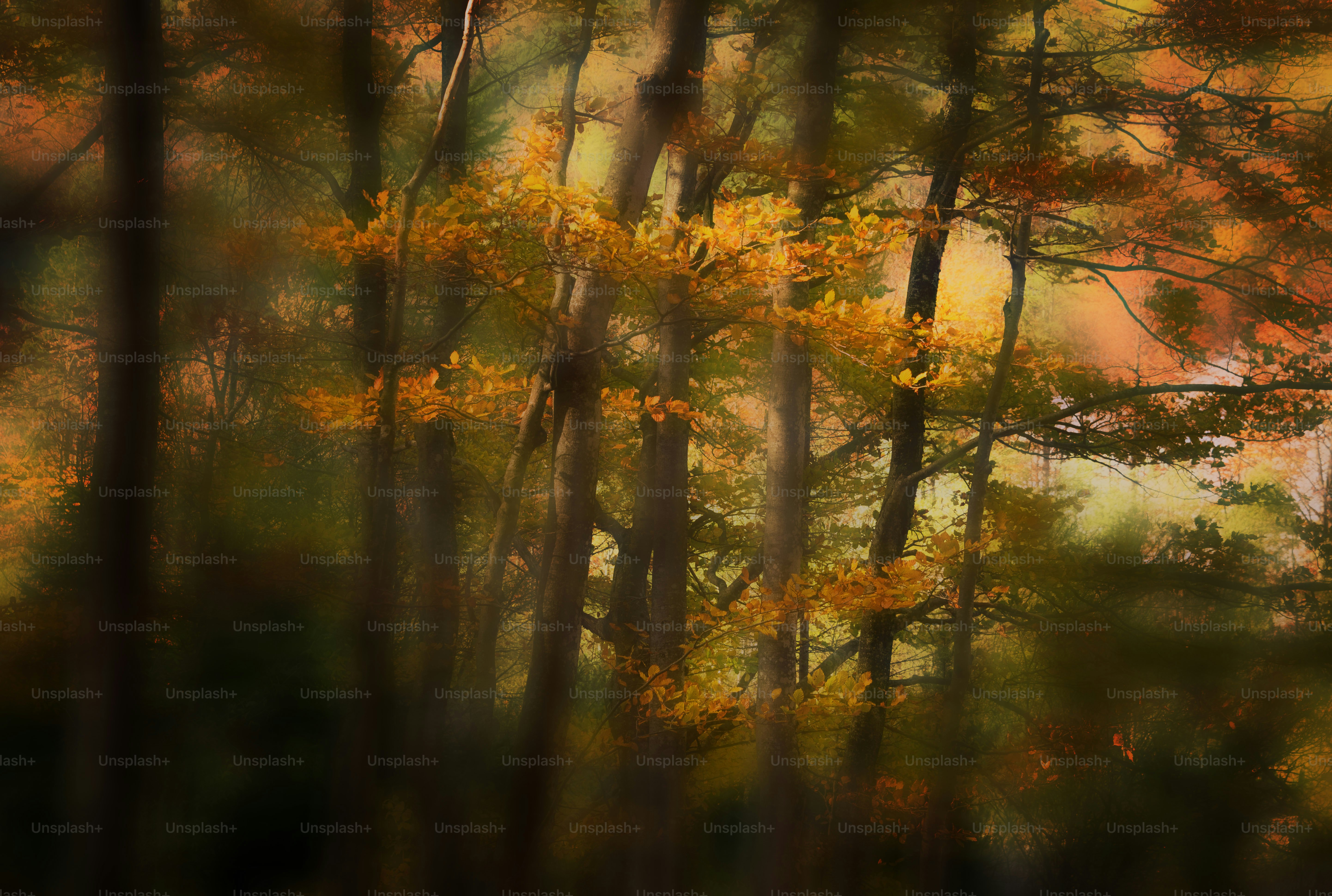 Forêt d'automne avec des feuilles dorées sur les arbres. photo – Image de  Fond d'écran sur Unsplash, image size:3000x2018