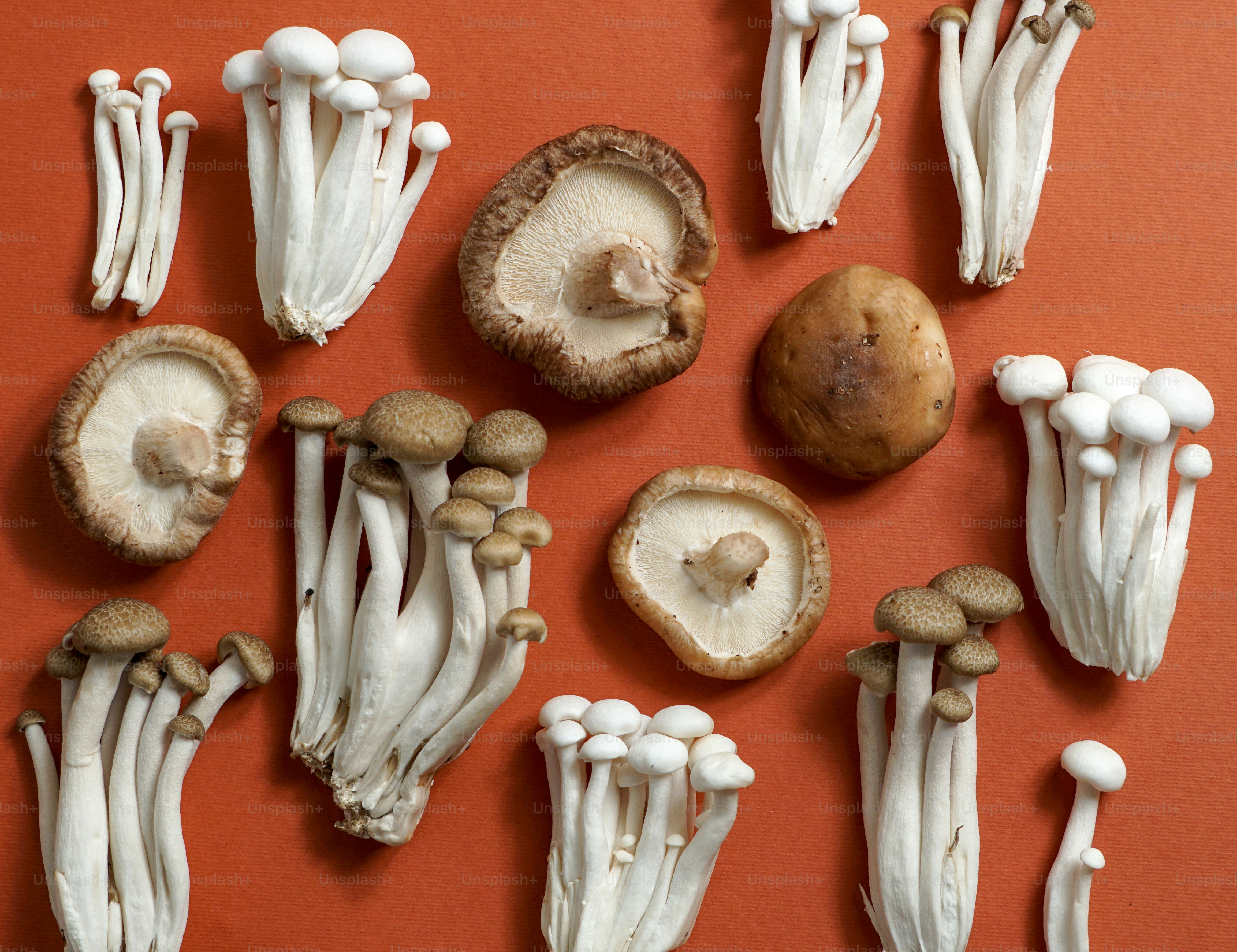 Assortment of various fresh mushrooms on orange background