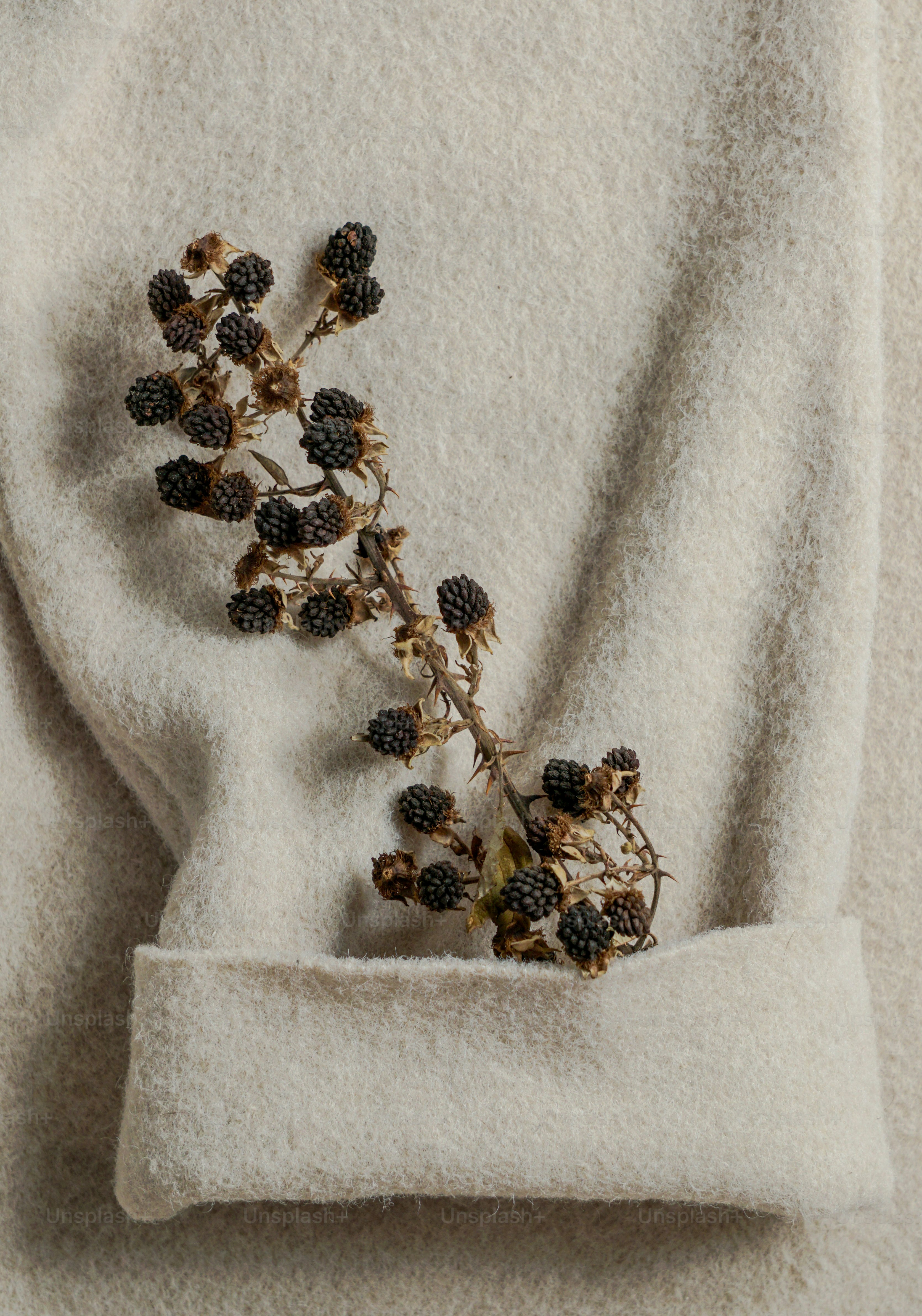 Dried blackberries on a light fabric