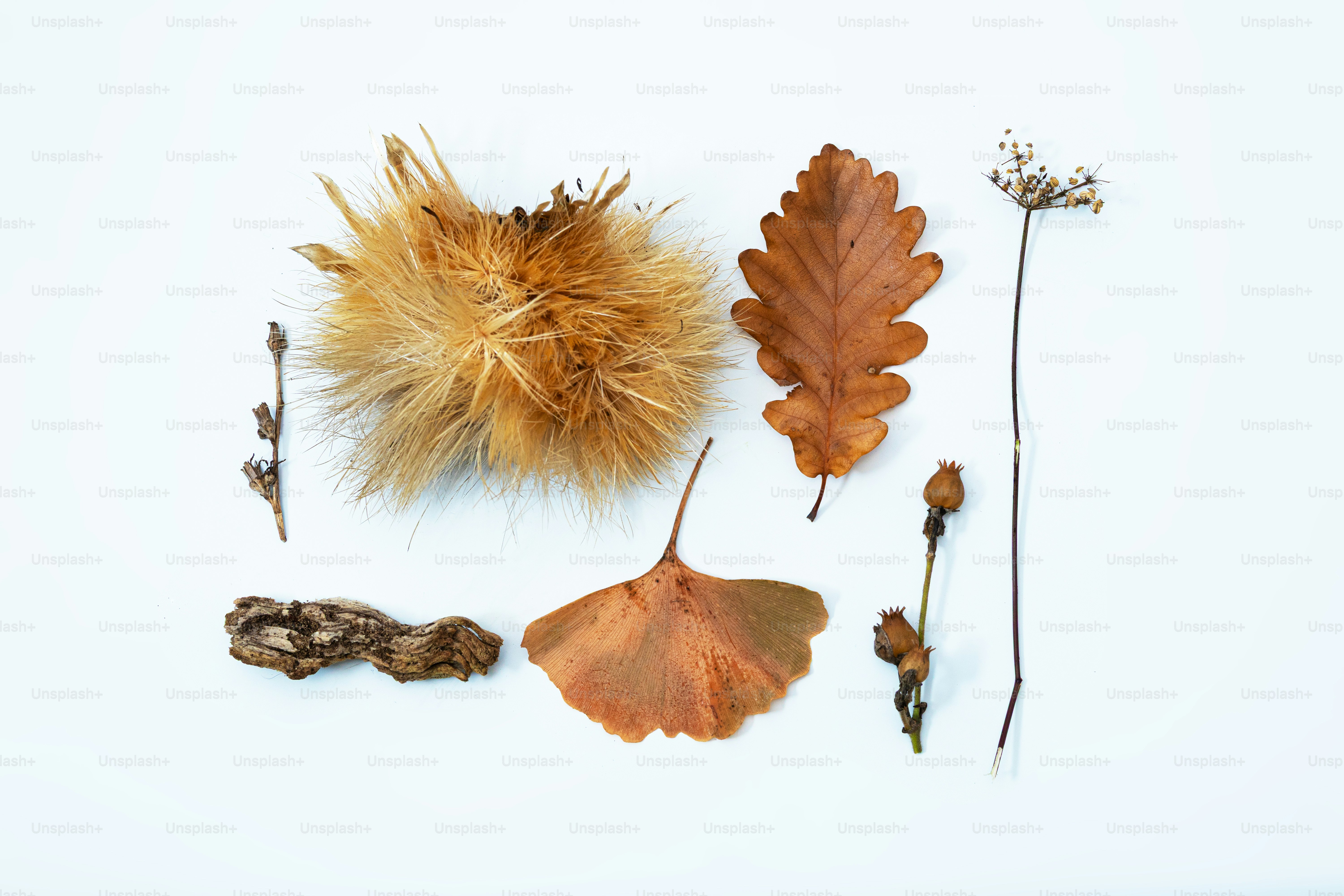 Autumn leaves and natural elements arranged on white background. photo ...
