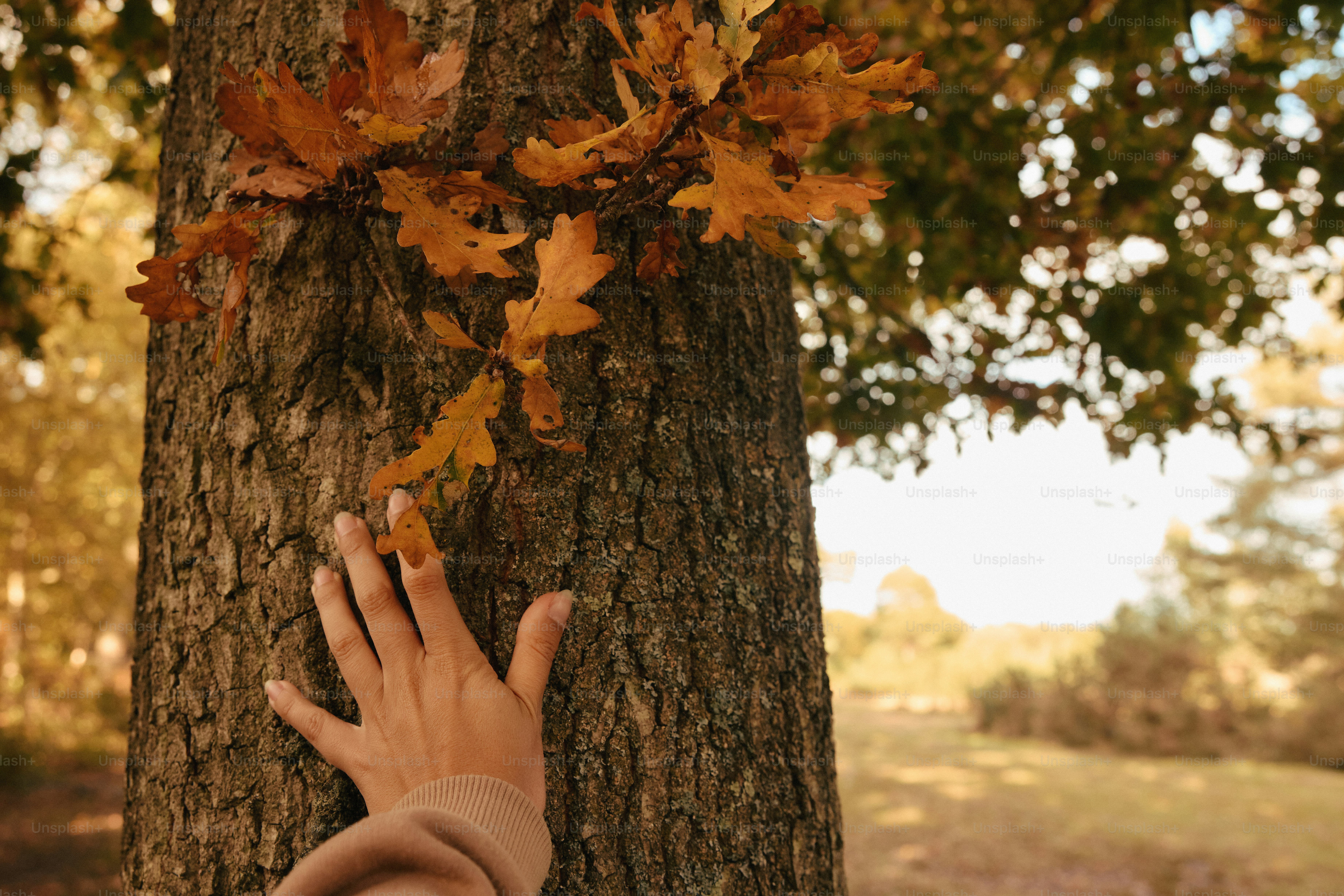 Hand touching a tree trunk with autumn leaves photo – Forest Image on ...