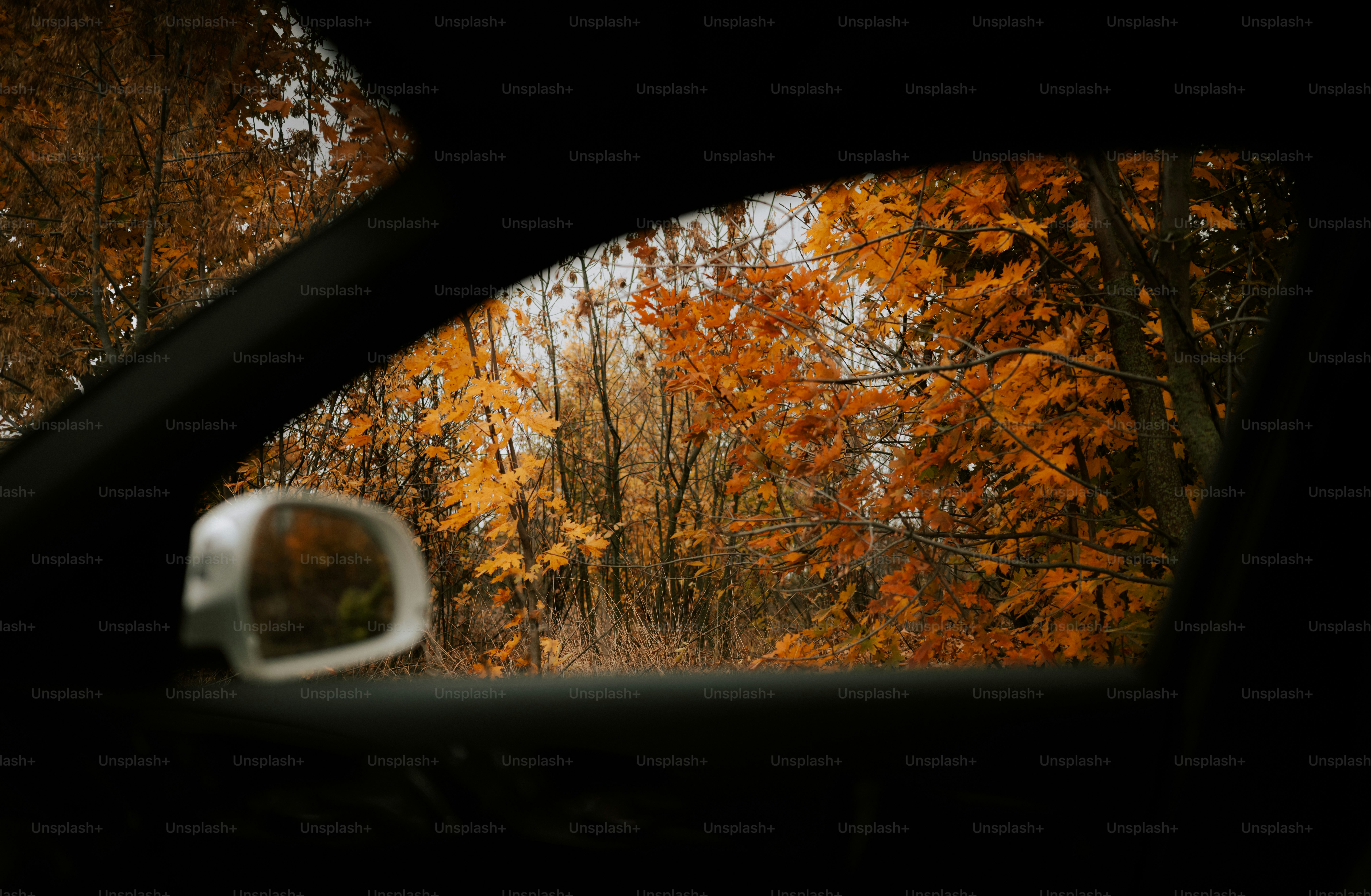 Arbres d’automne vus à travers la fenêtre d’une voiture