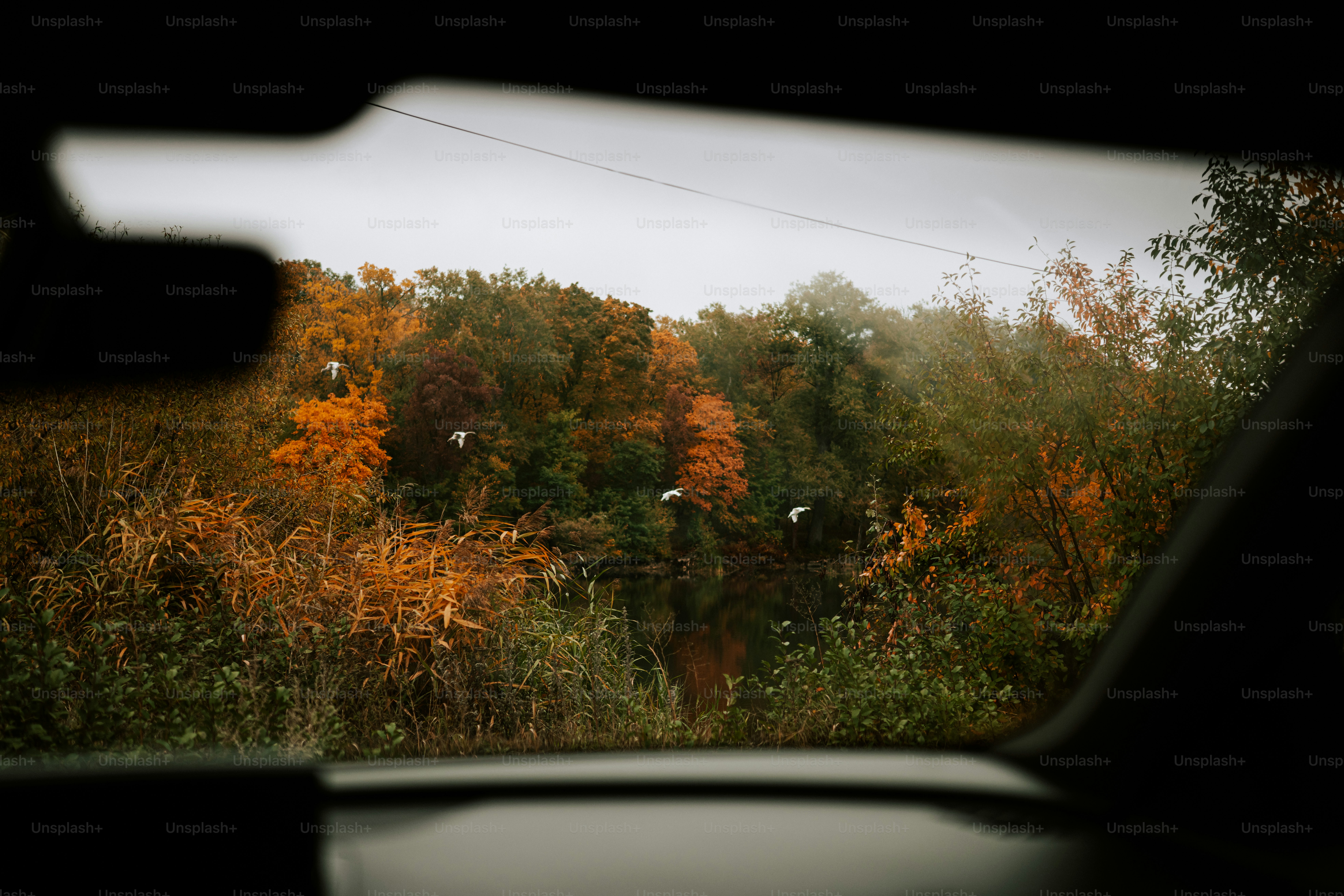 Arbres d’automne vus à travers la fenêtre d’une voiture