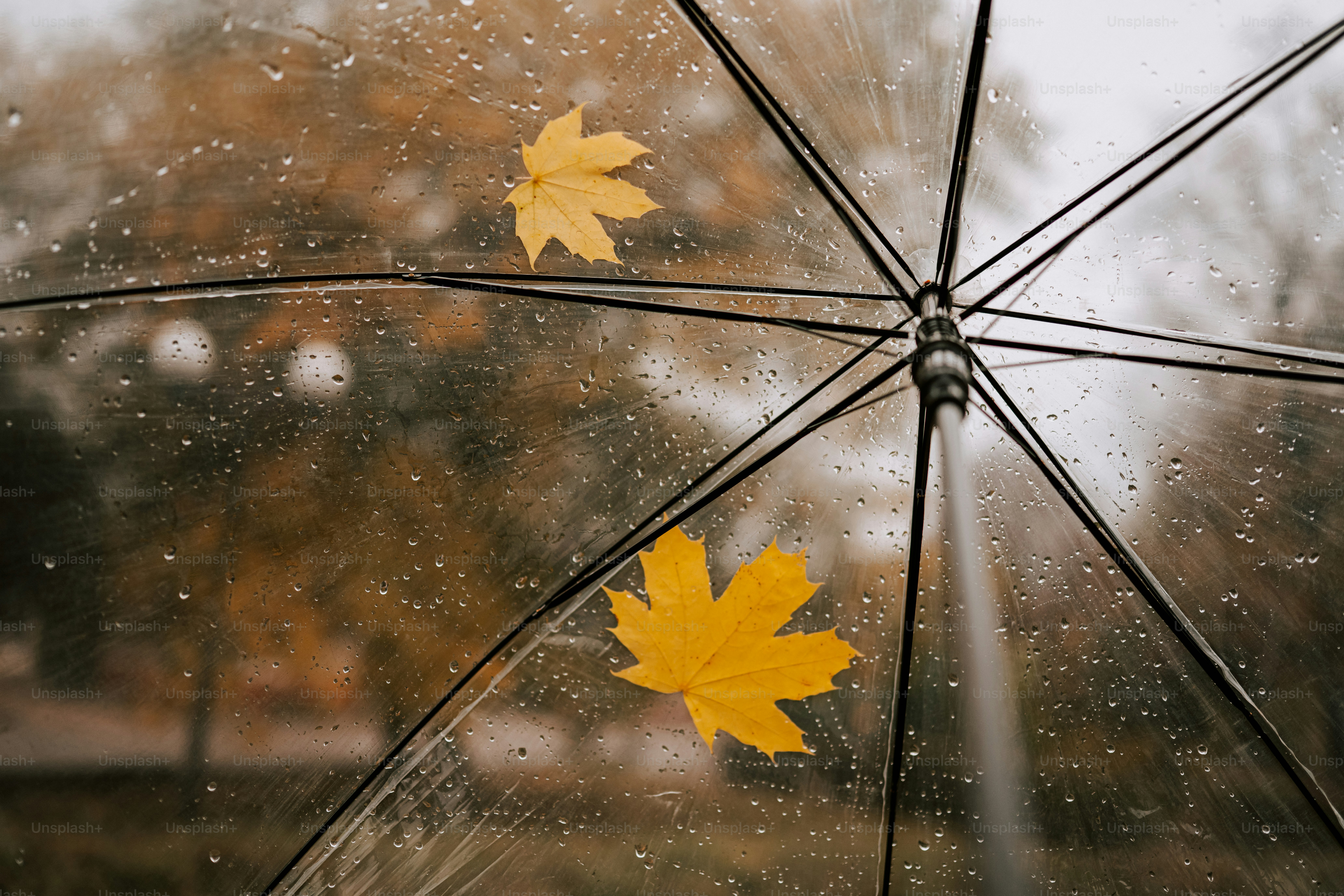 Deux feuilles jaunes sur un parapluie mouillé