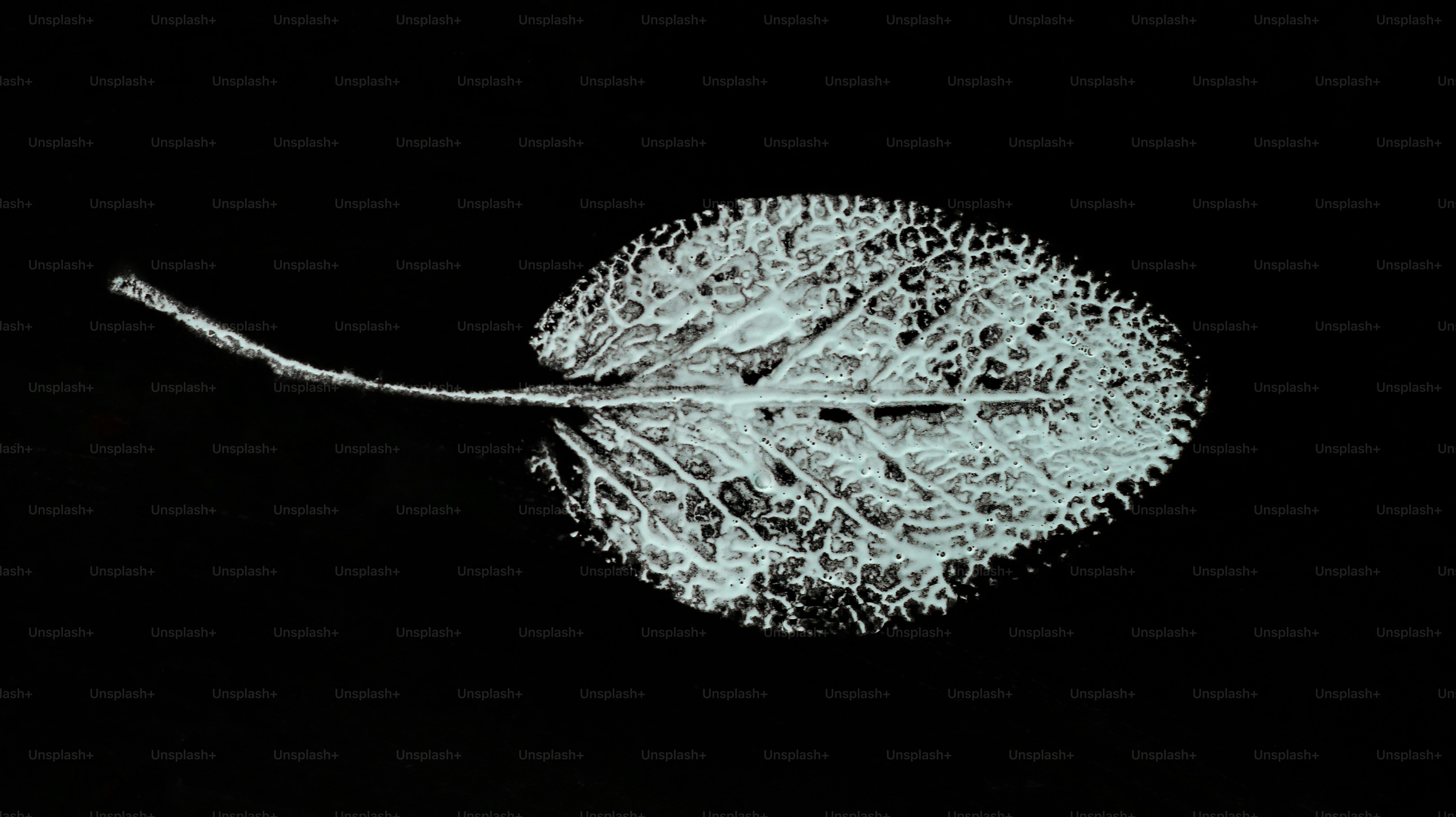 White leaf skeleton on a black background