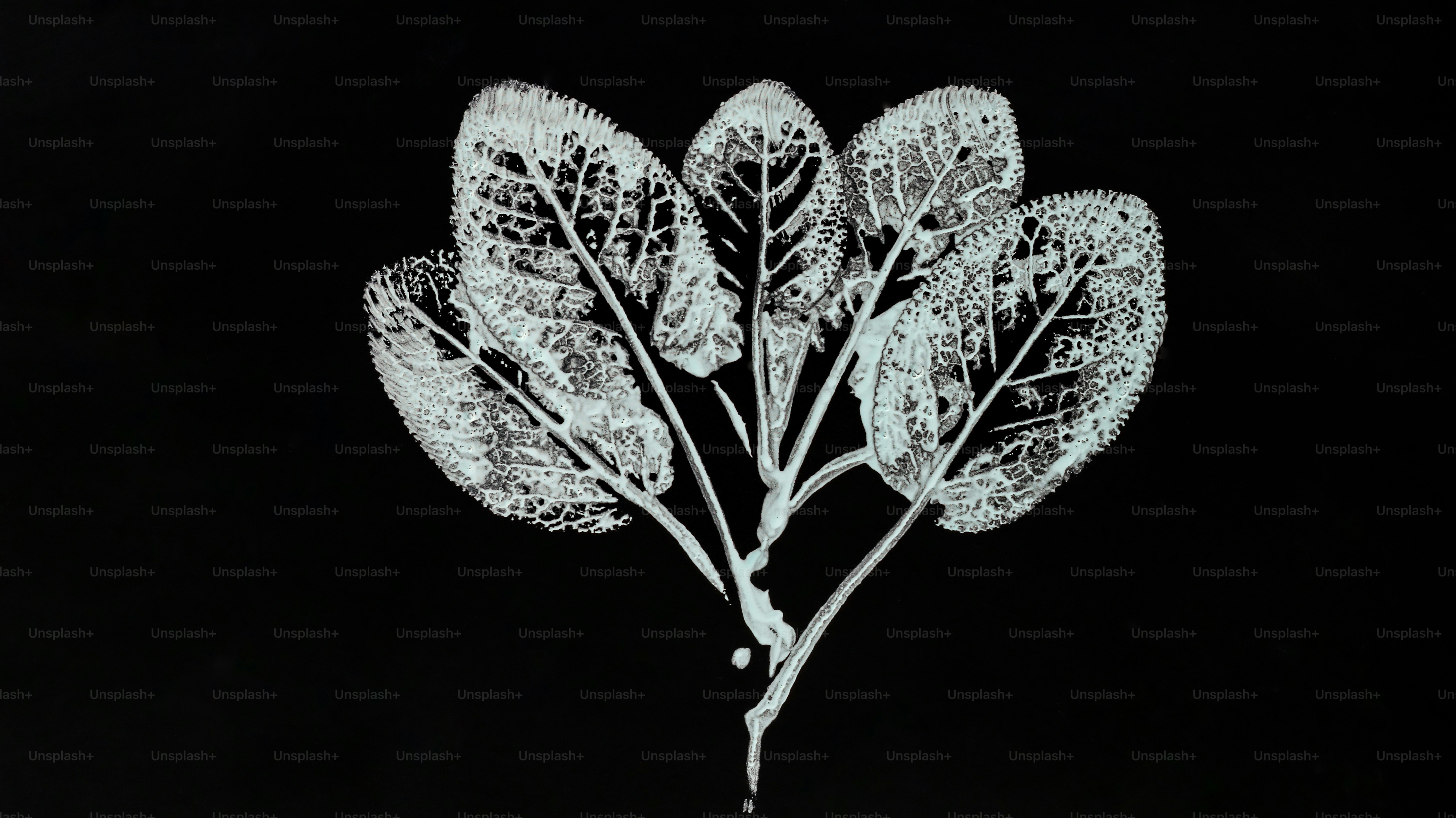 White leaves on a black background