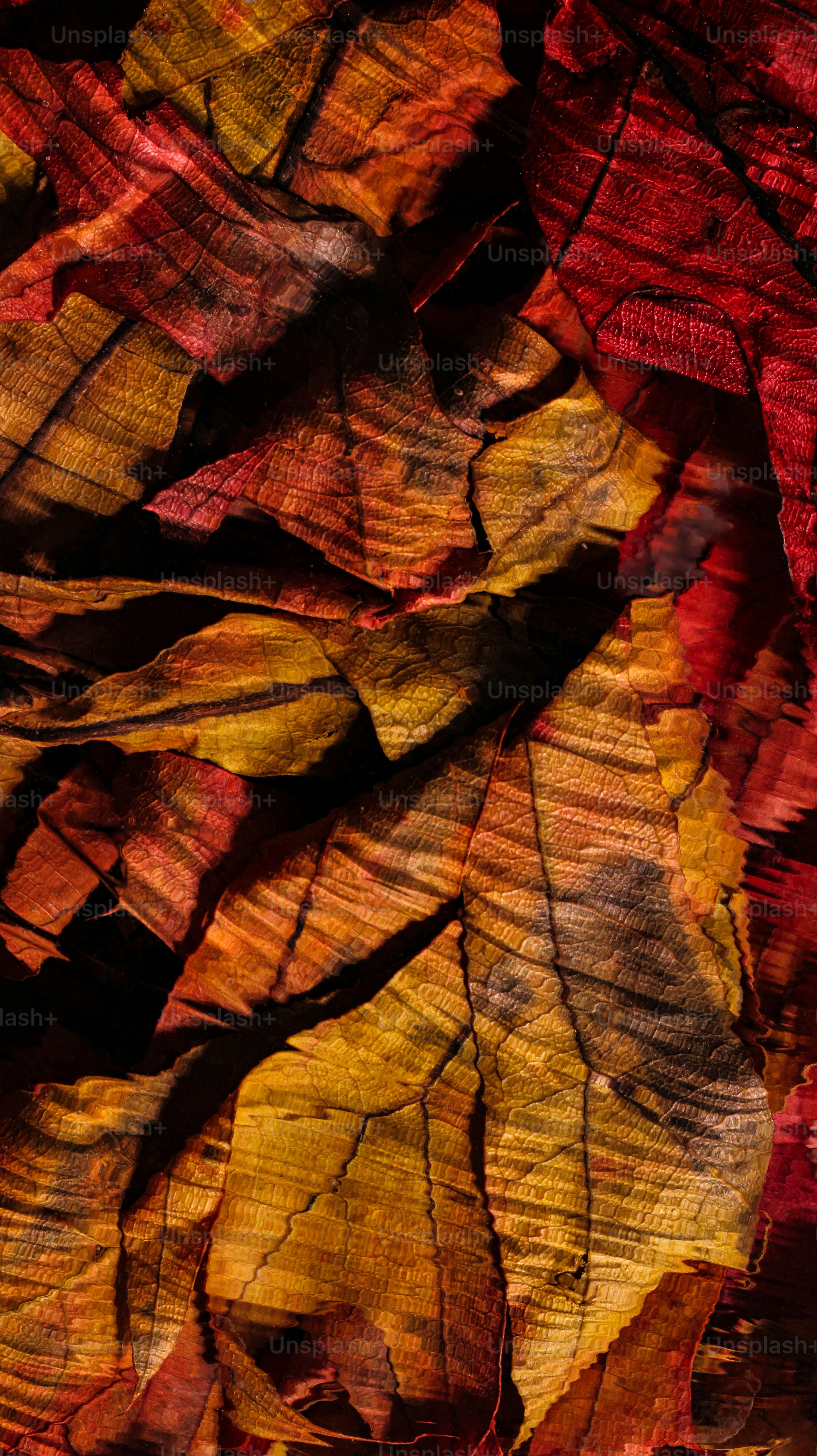 Close-up of dried autumn leaves in warm colors.