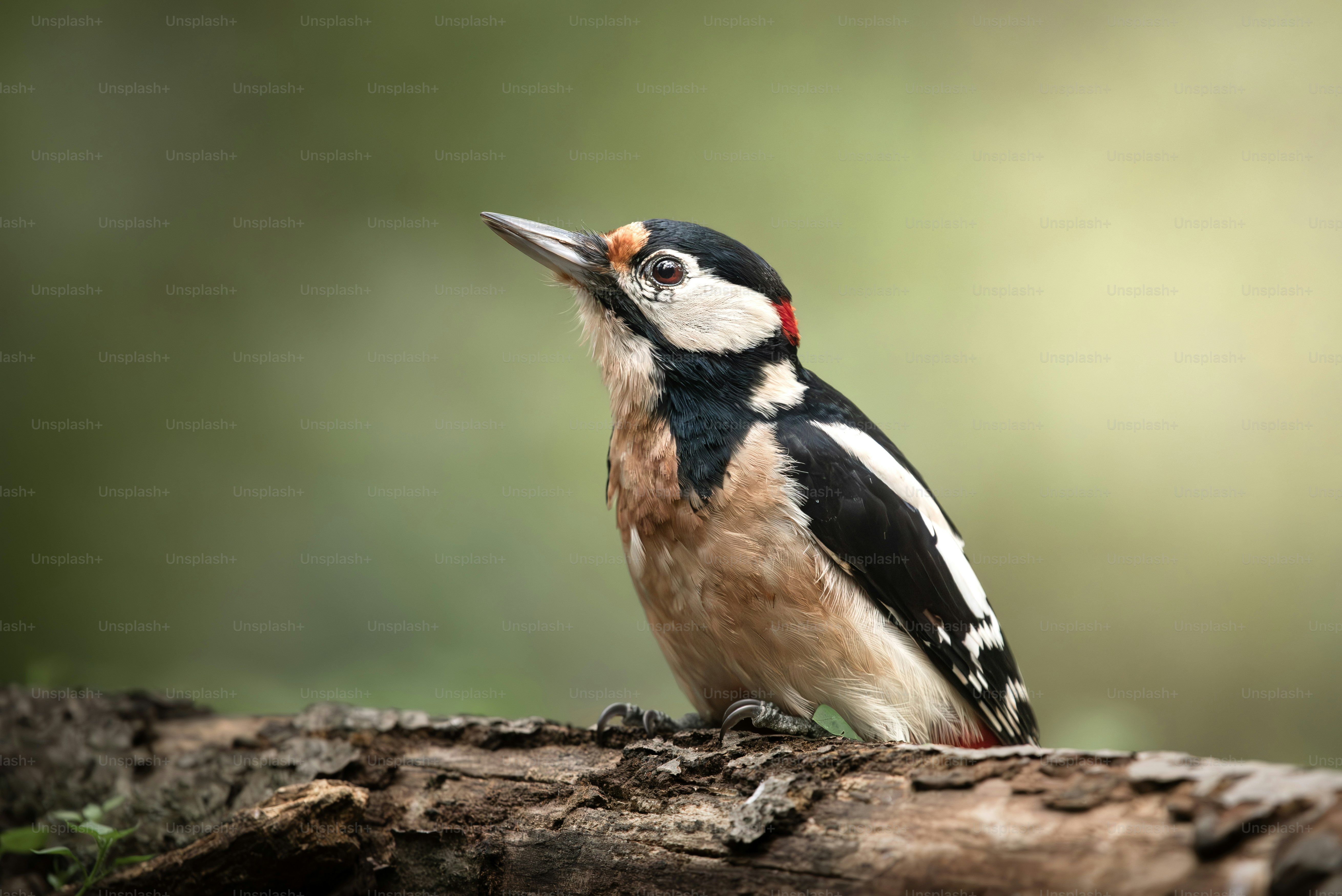 Great spotted woodpecker perched on a branch.