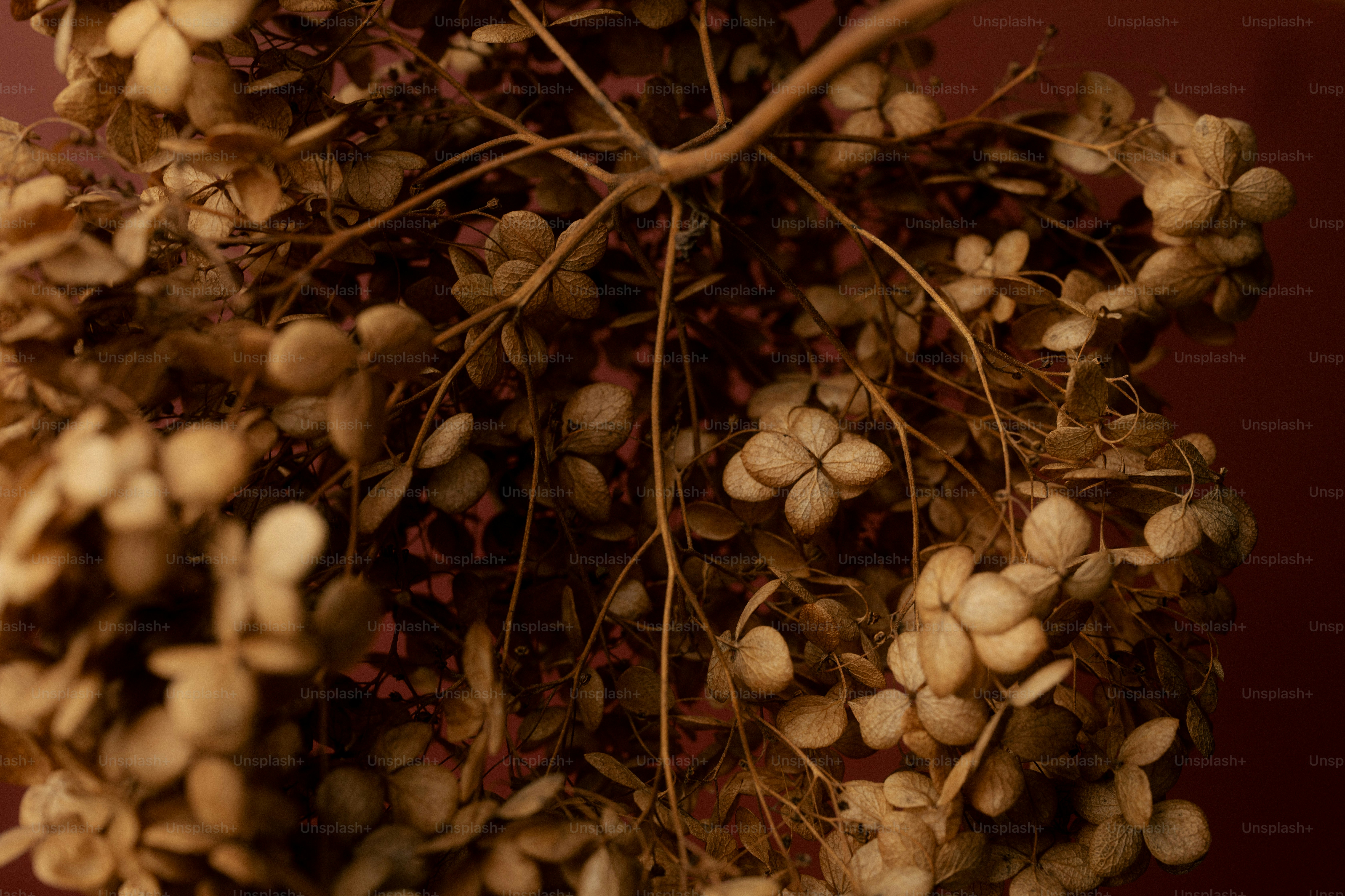 繊細な茎を持つ乾燥アジサイの花