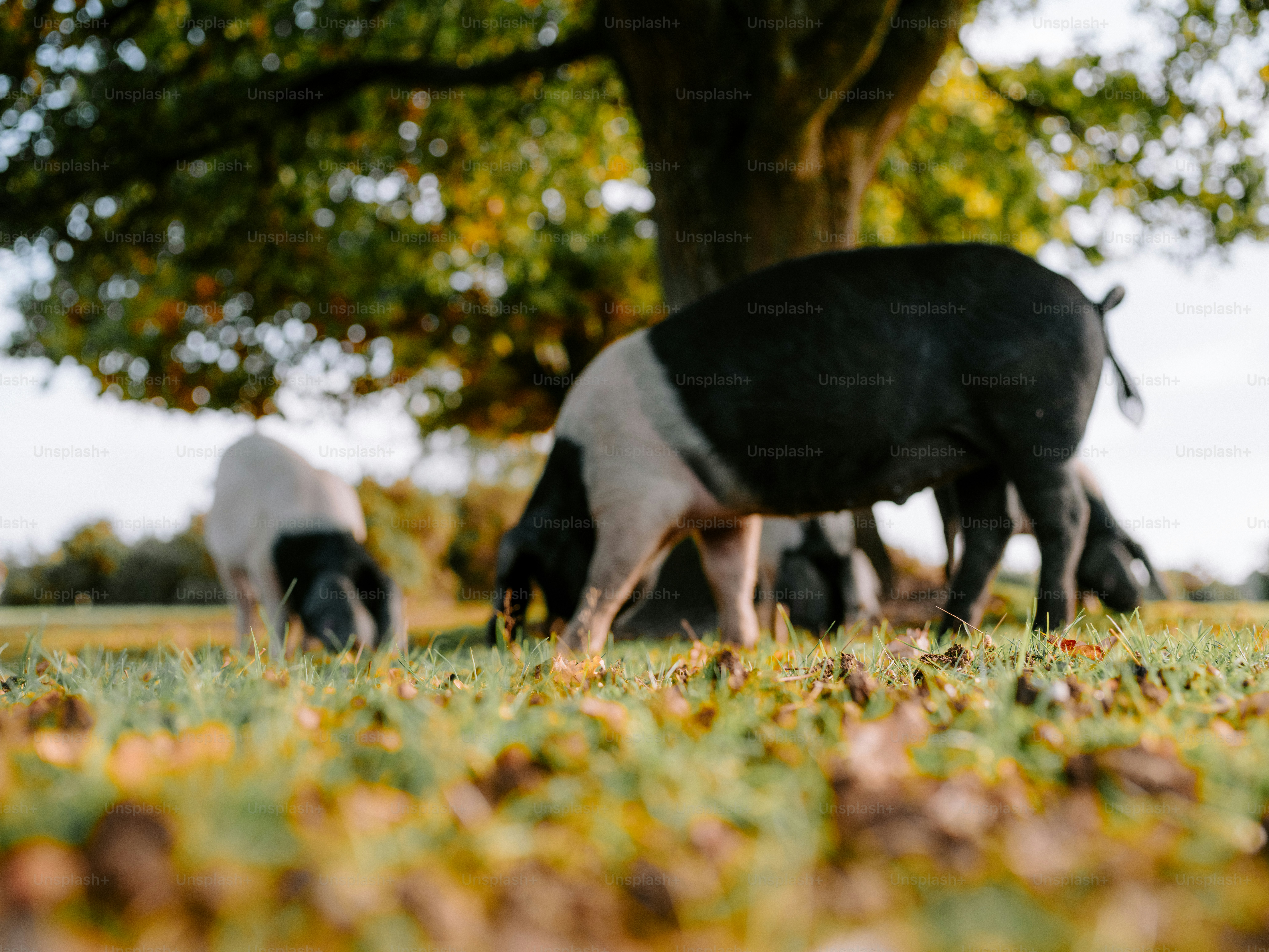 Pigs grazing in a grassy field under a tree.