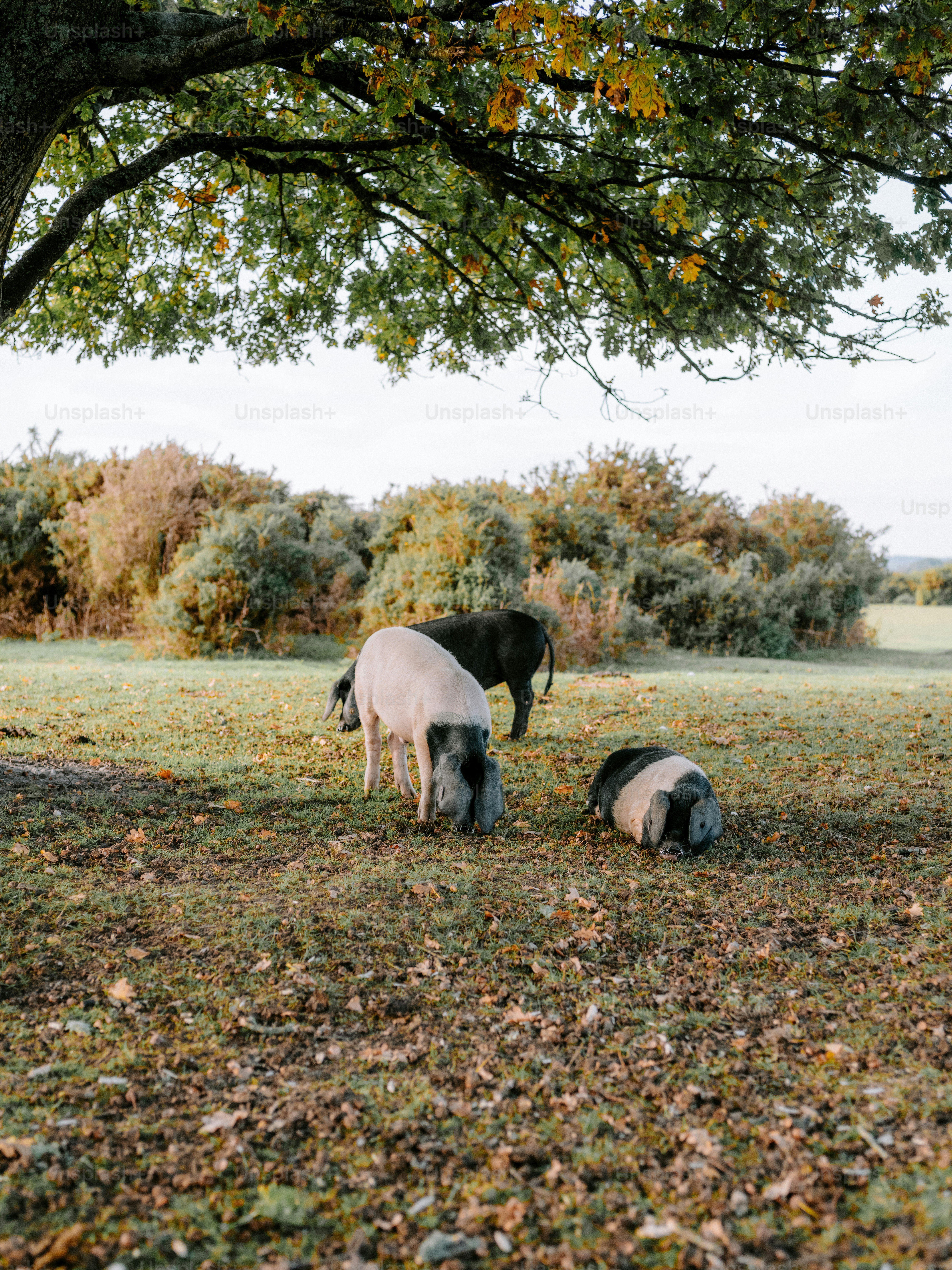 Pigs grazing in a grassy field under a tree.