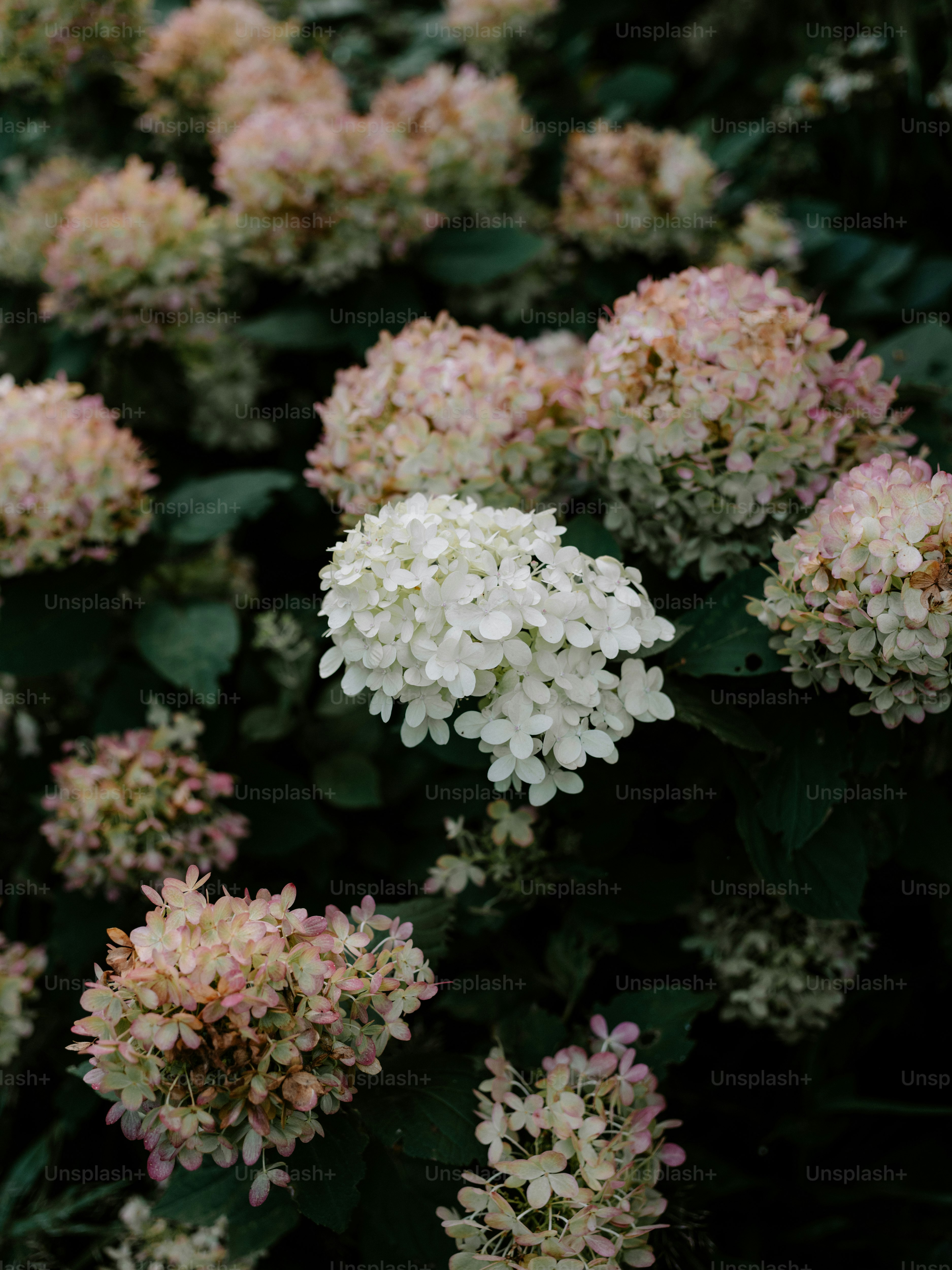 Cluster of white and pink hydrangeas with dark leaves photo – Autumn ...