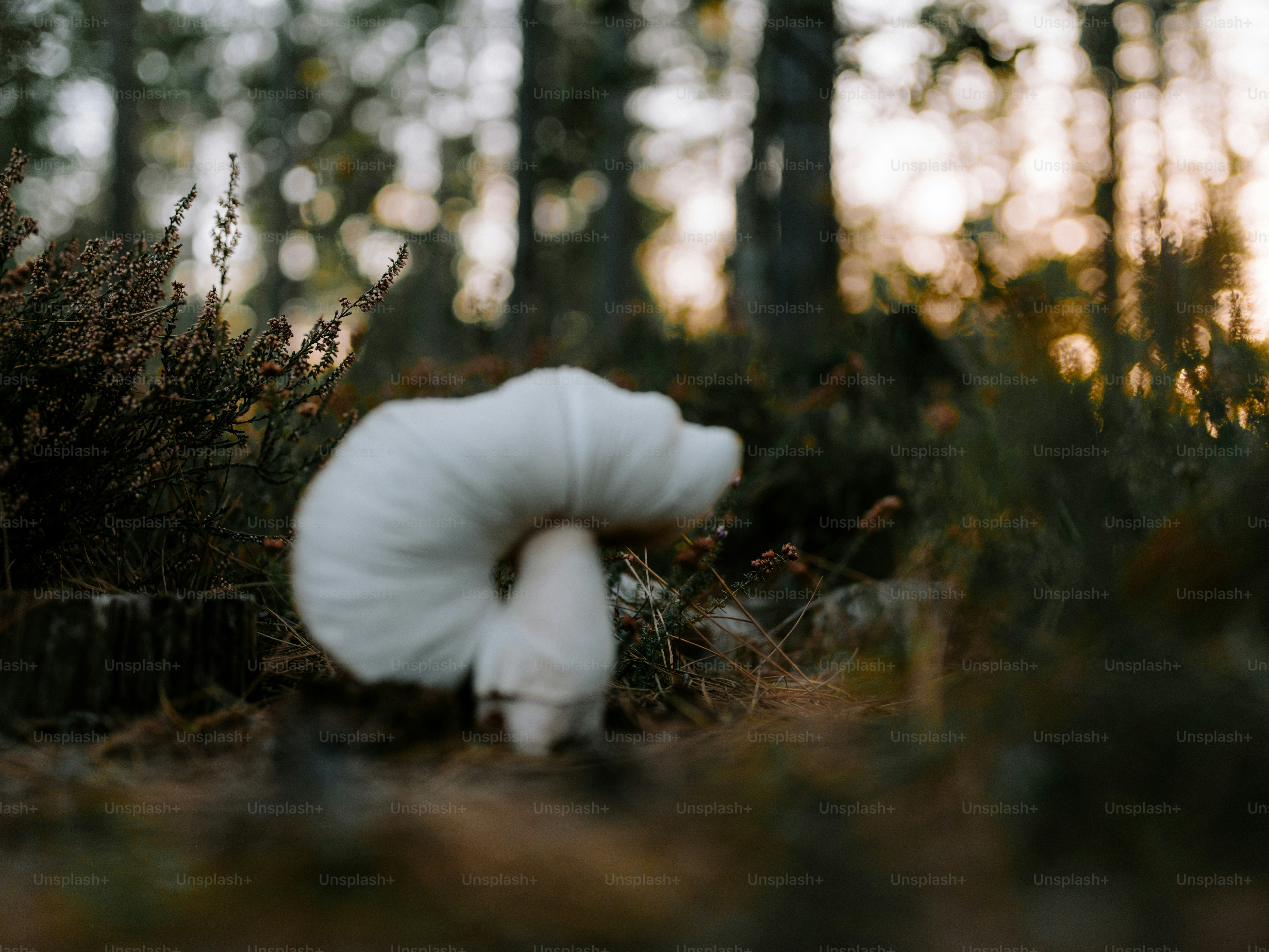 A pale mushroom grows in a forest setting.