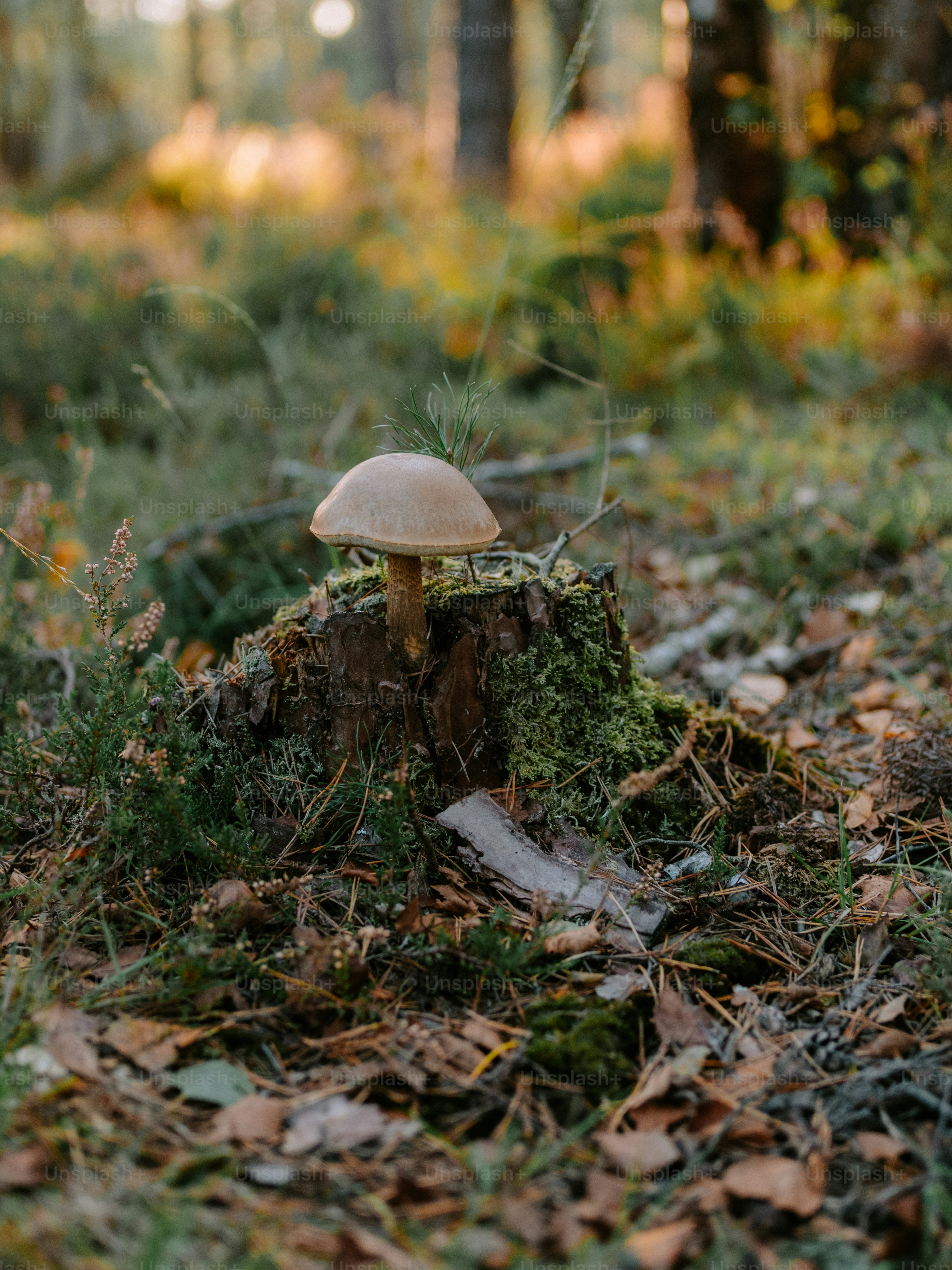 A single mushroom grows on a mossy tree stump