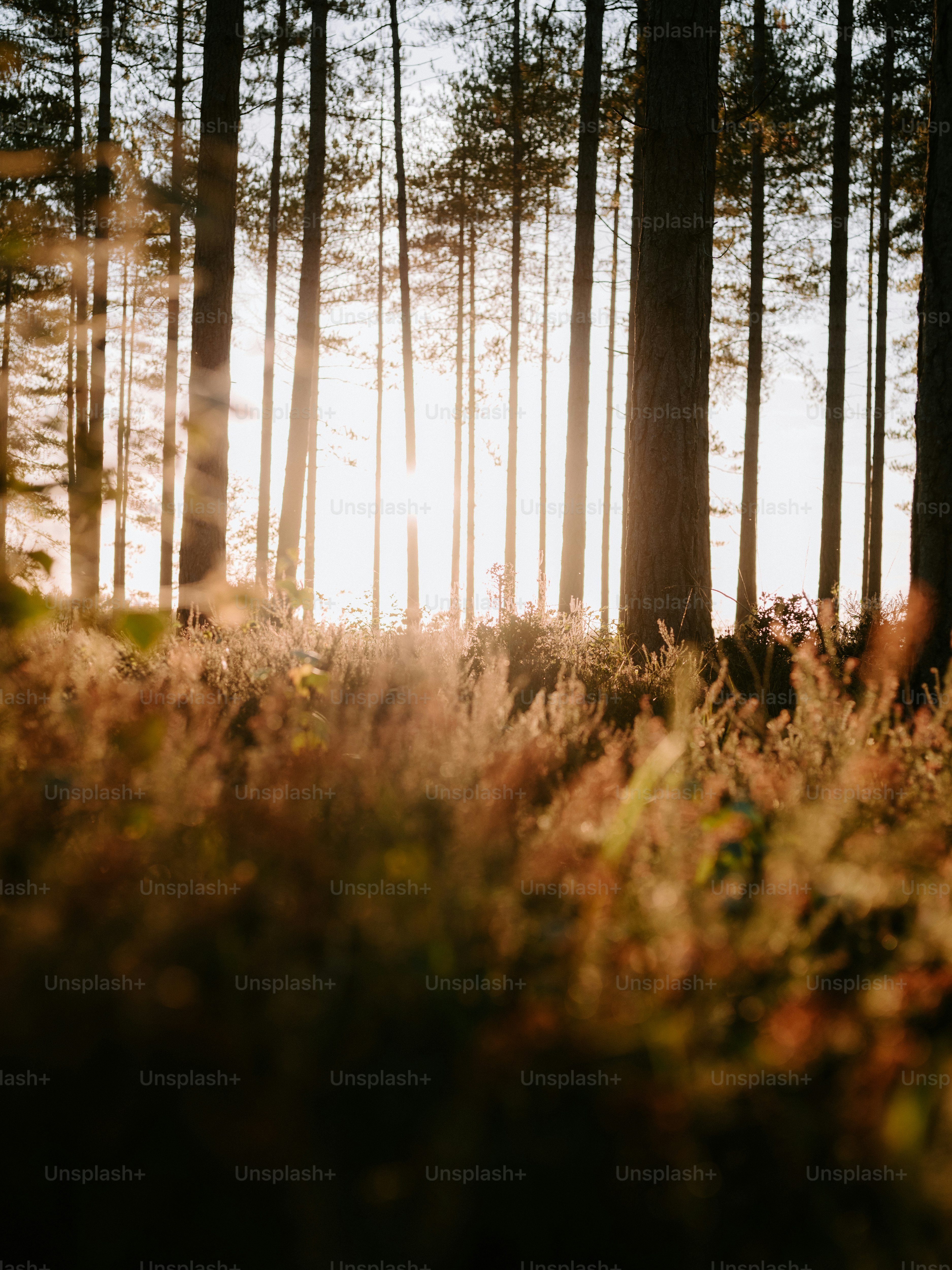 Sunlight streams through tall trees in a forest. photo – Forest Image ...