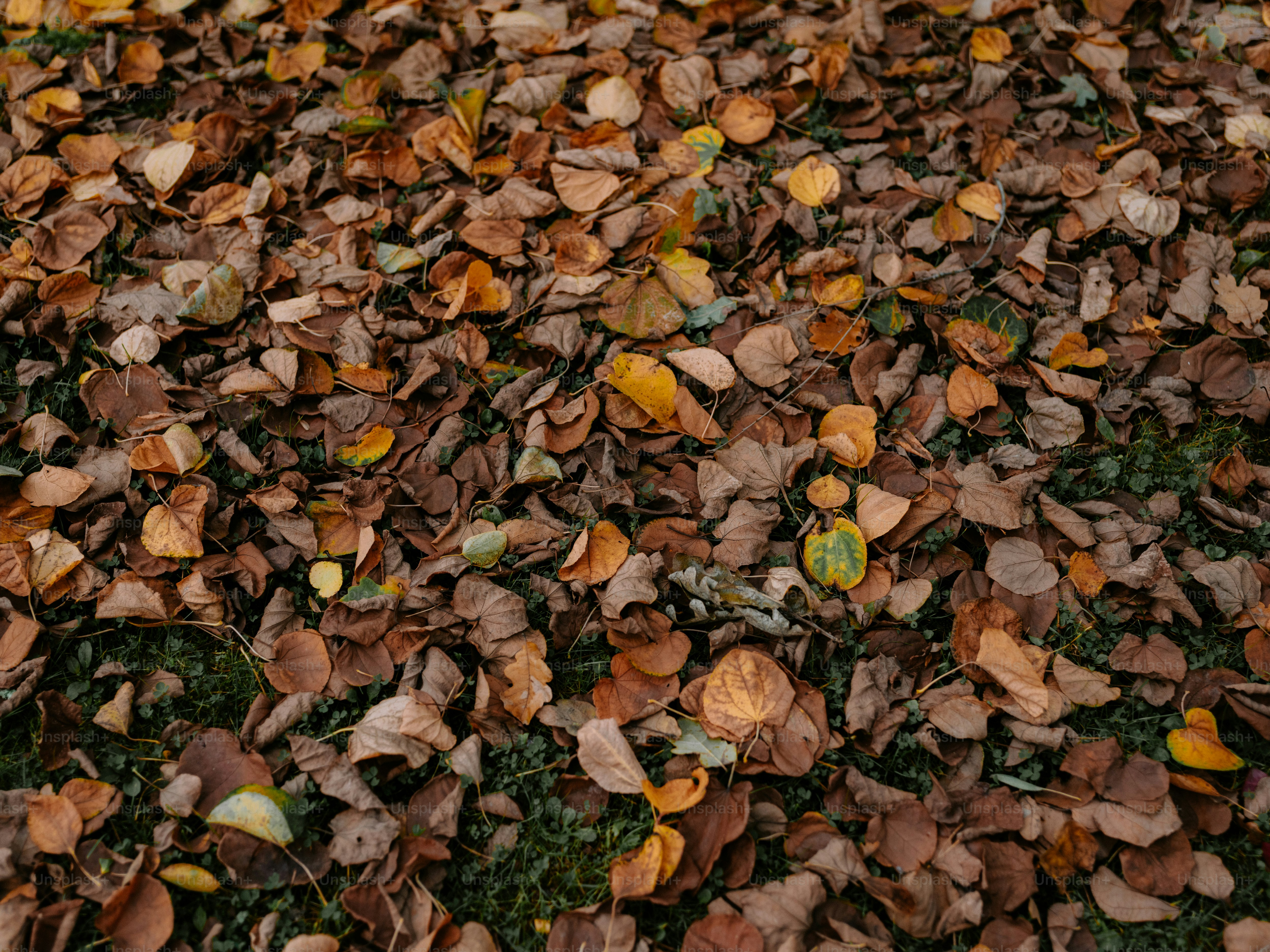 Un tapis dense de feuilles d’automne mortes sur le sol.