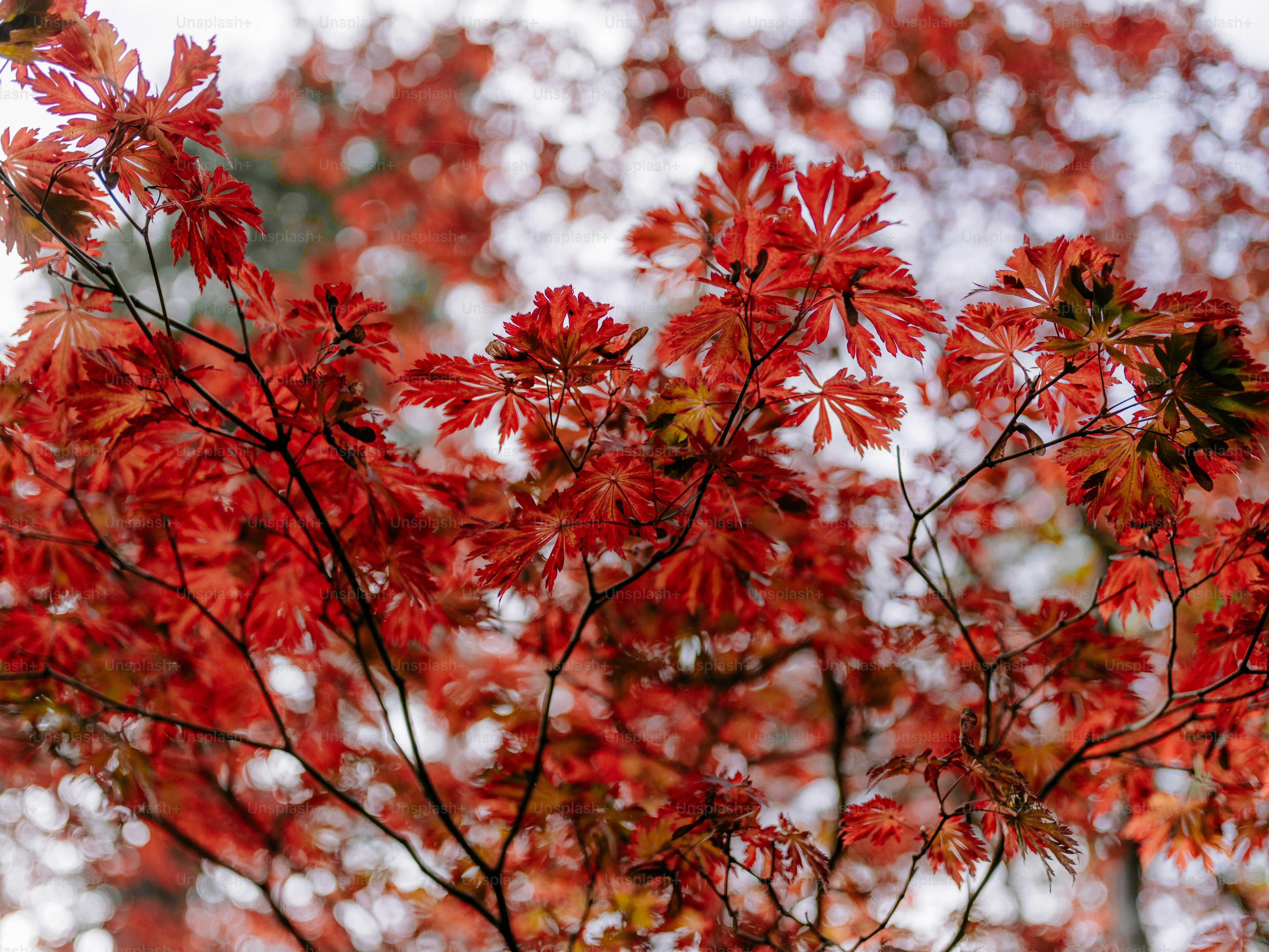 Vibrant red maple leaves against a blurred background photo – Autumn ...