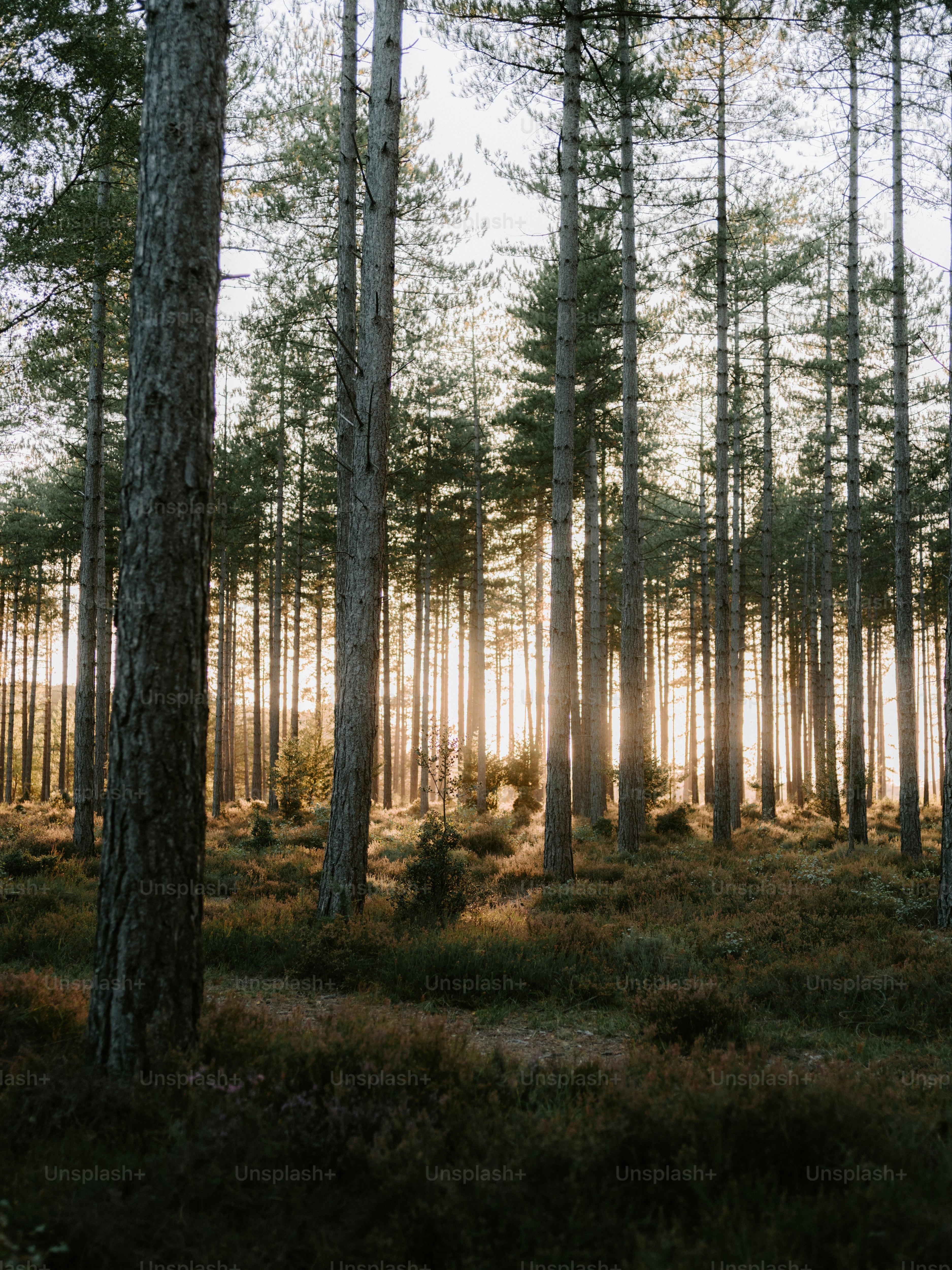 Tall pine trees in a forest at sunset. photo – Forest Image on Unsplash