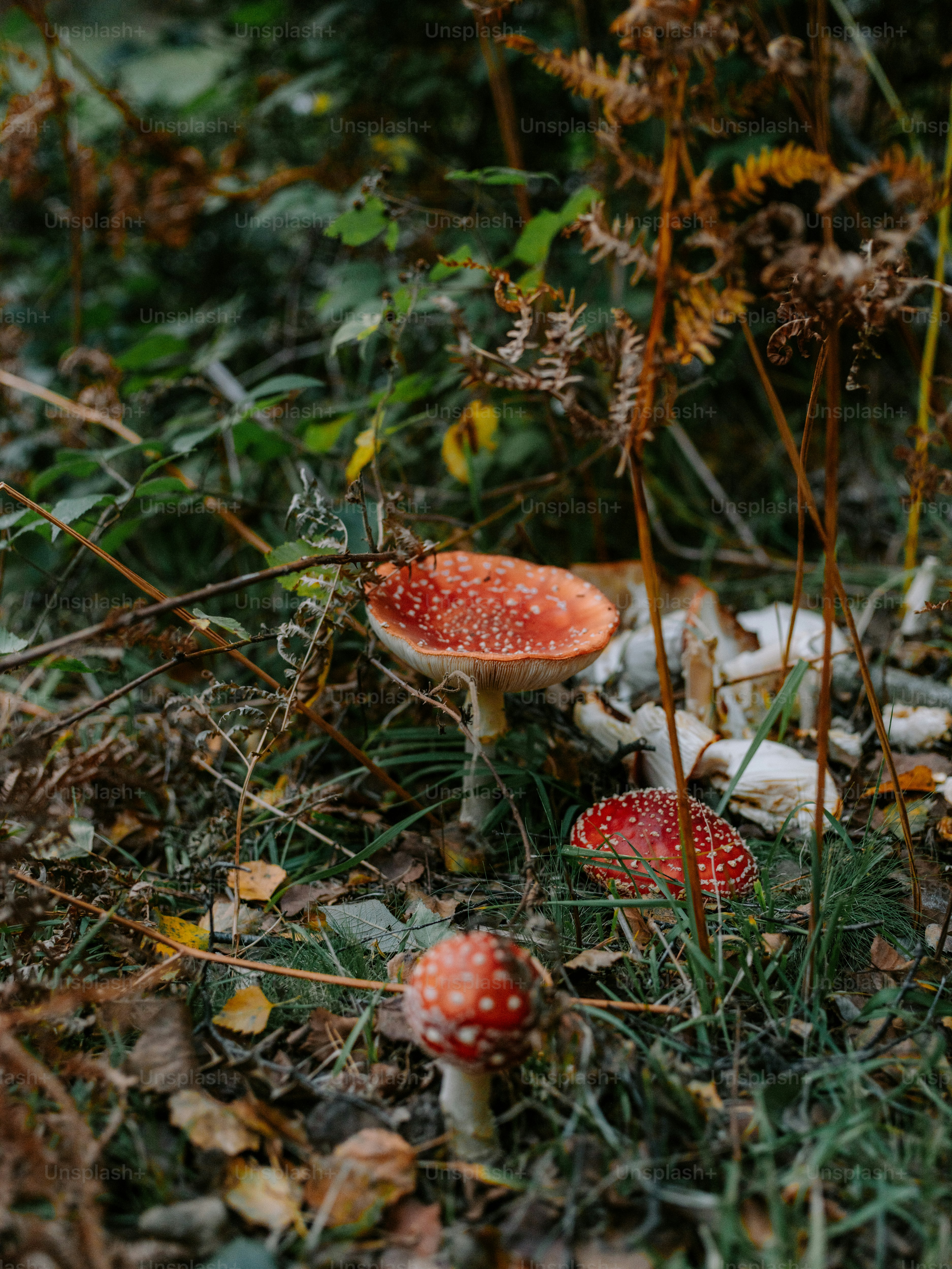 Red mushrooms with white spots in a forest