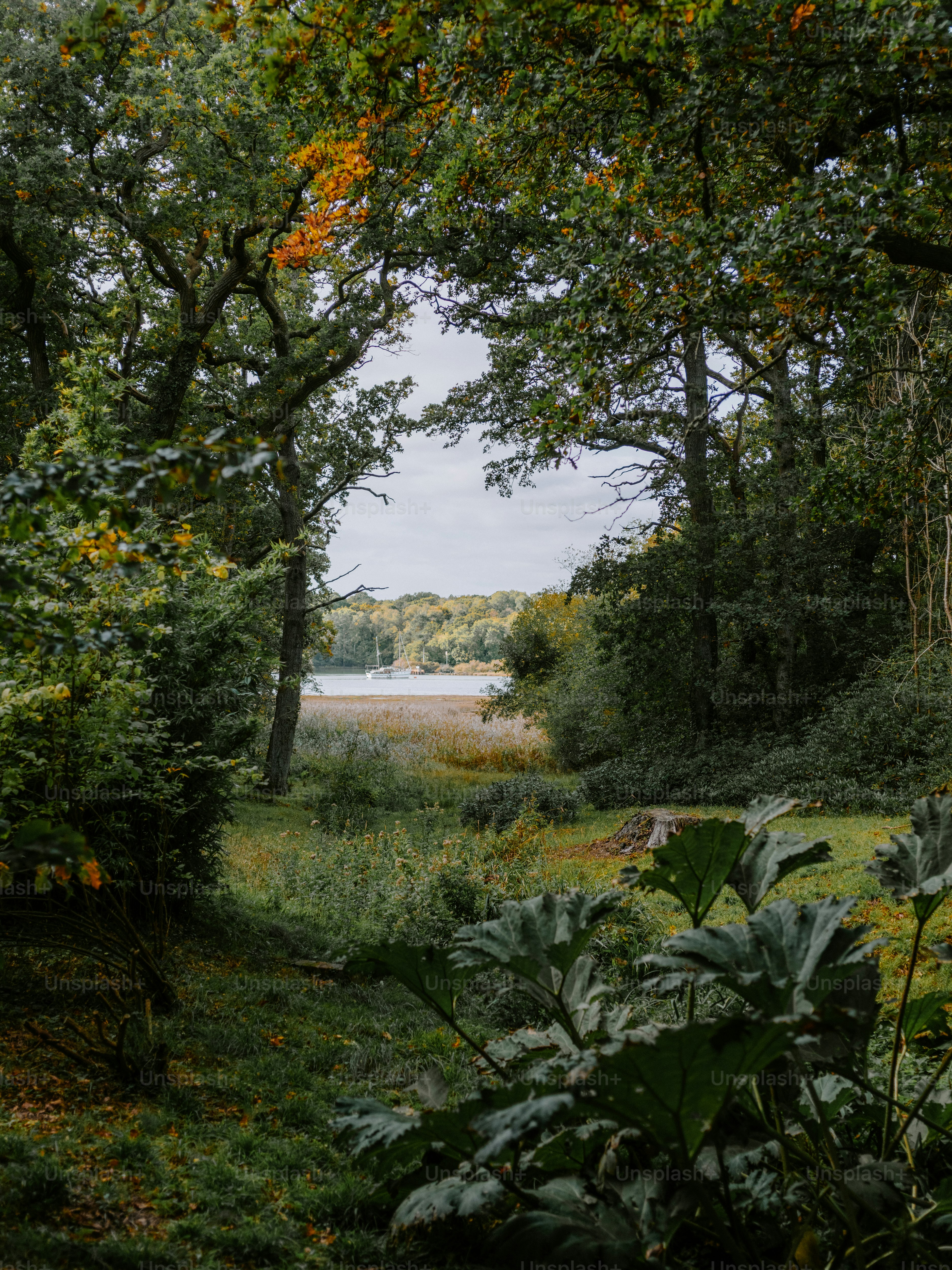 View through trees to a distant lake and fields photo – Autumn Image on ...